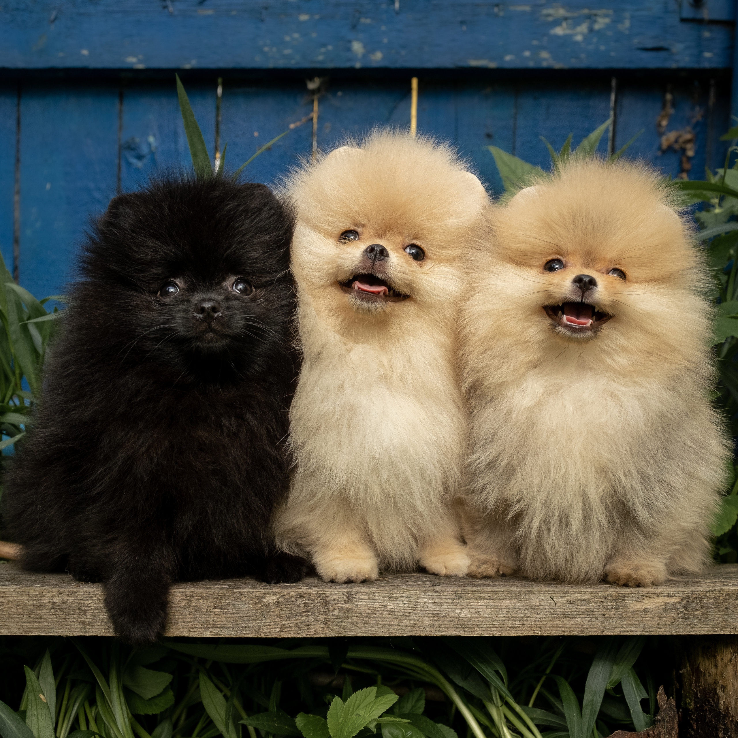 Отзывы о работе | Светлана Потемкина. Семейный и детский фотограф в Москве Светлана Потемкина