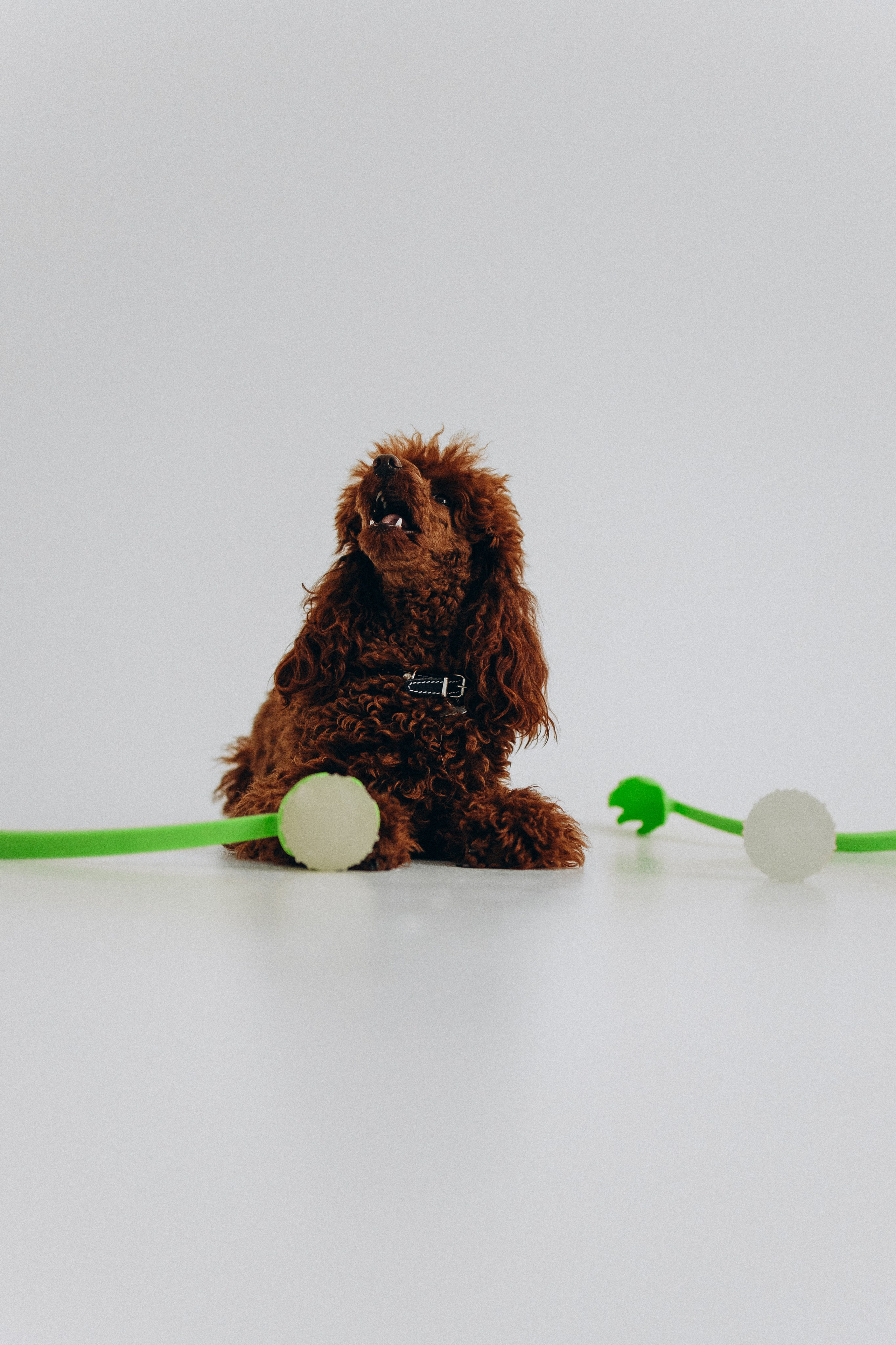 Катапульты. Фотораф — анималист Мария Шистка