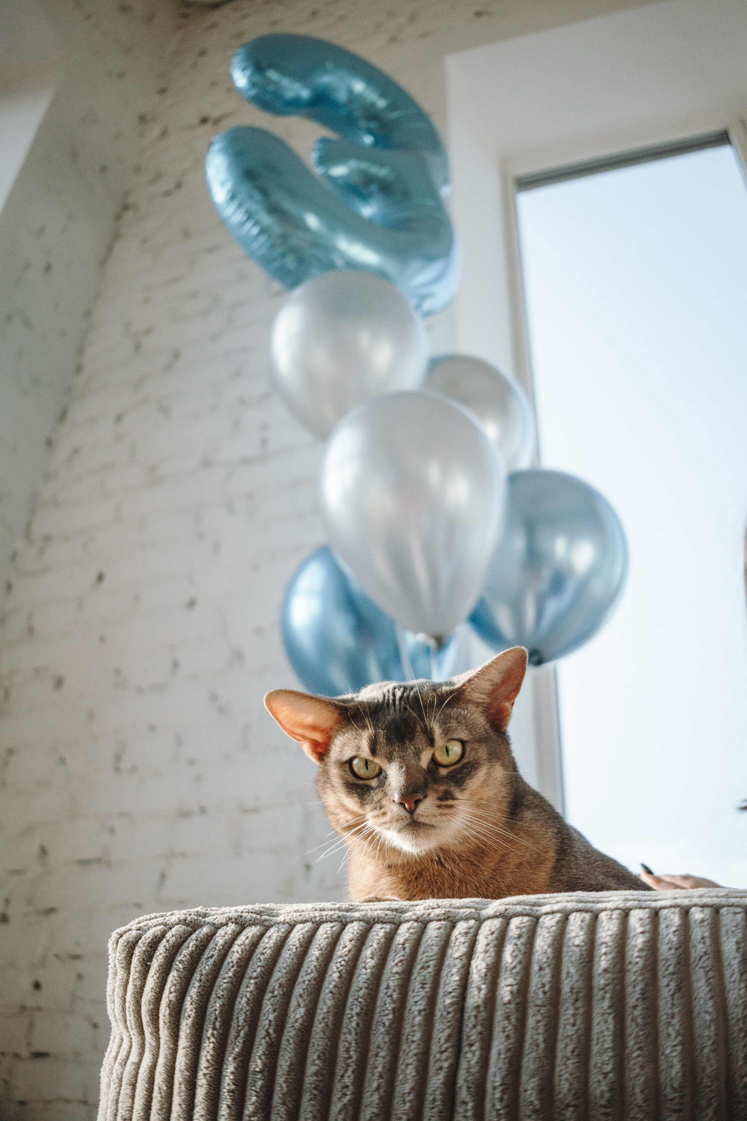 Циско и его семья. Фотограф — Анималист | Санкт-Петербург