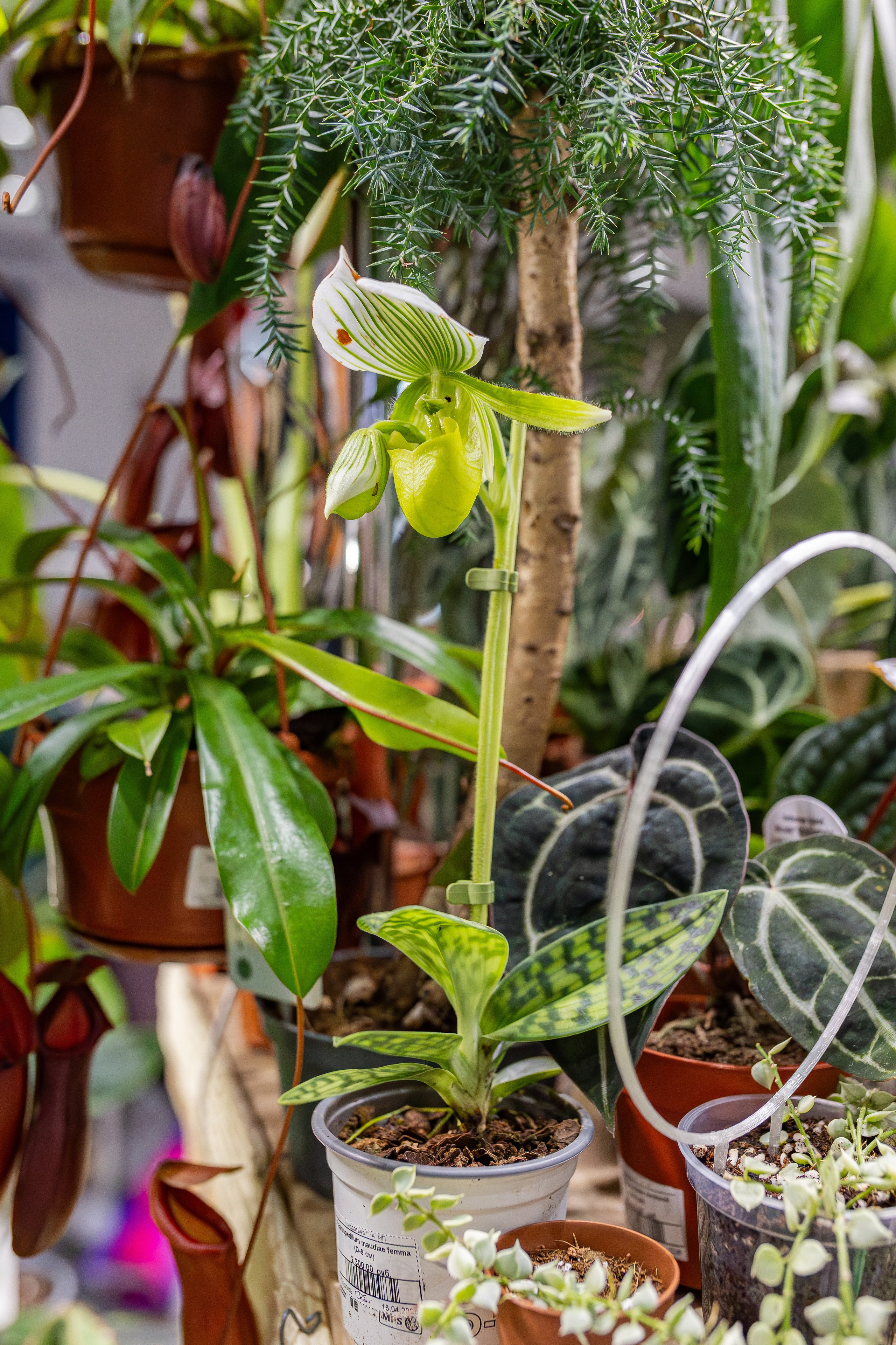 Монстериум апрель 2026. Александра Куликова фотограф, Москва