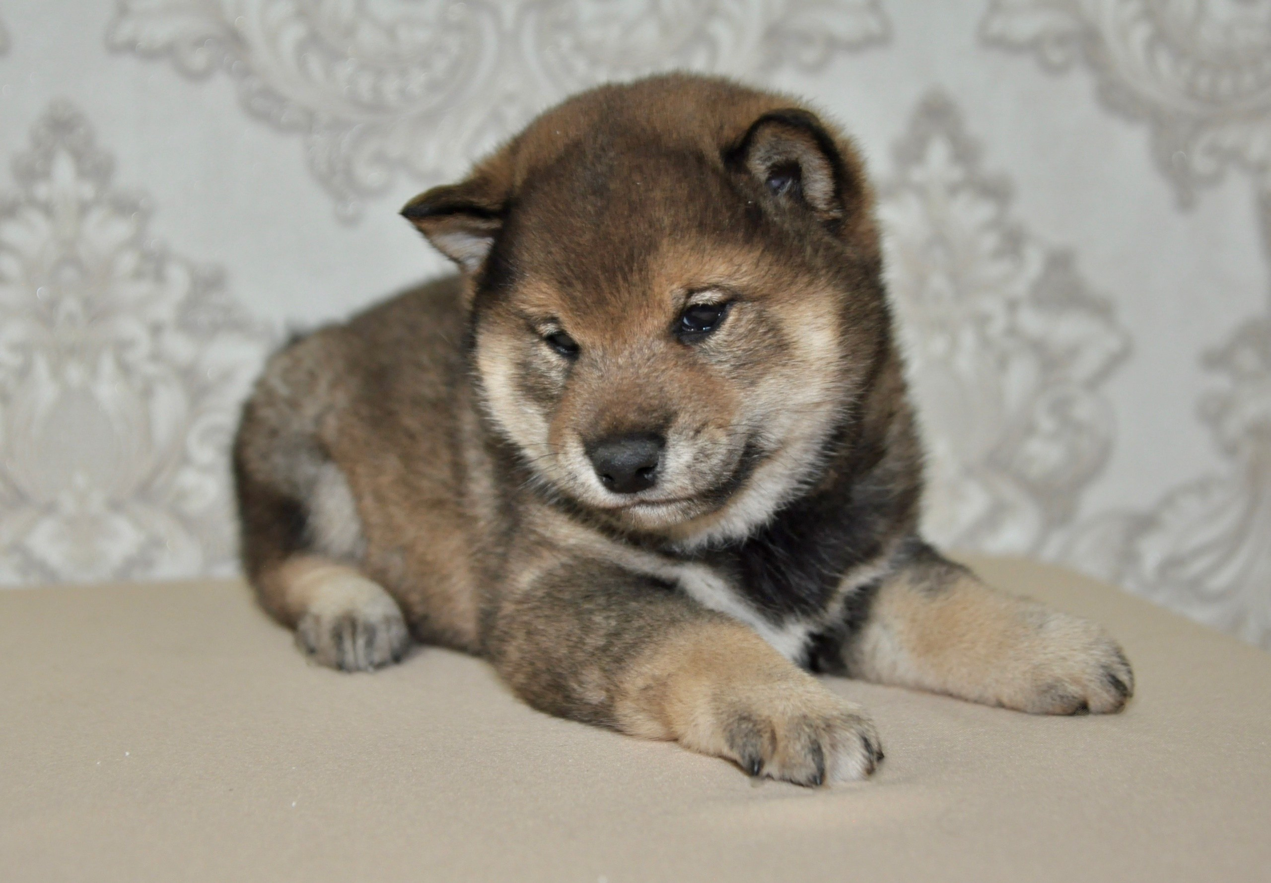 Шаман (сезам) * Шу_ Шаолинь Цукан. AMERICAN AKITA RUBYLIGHT KENNEL I SHIBA-INU