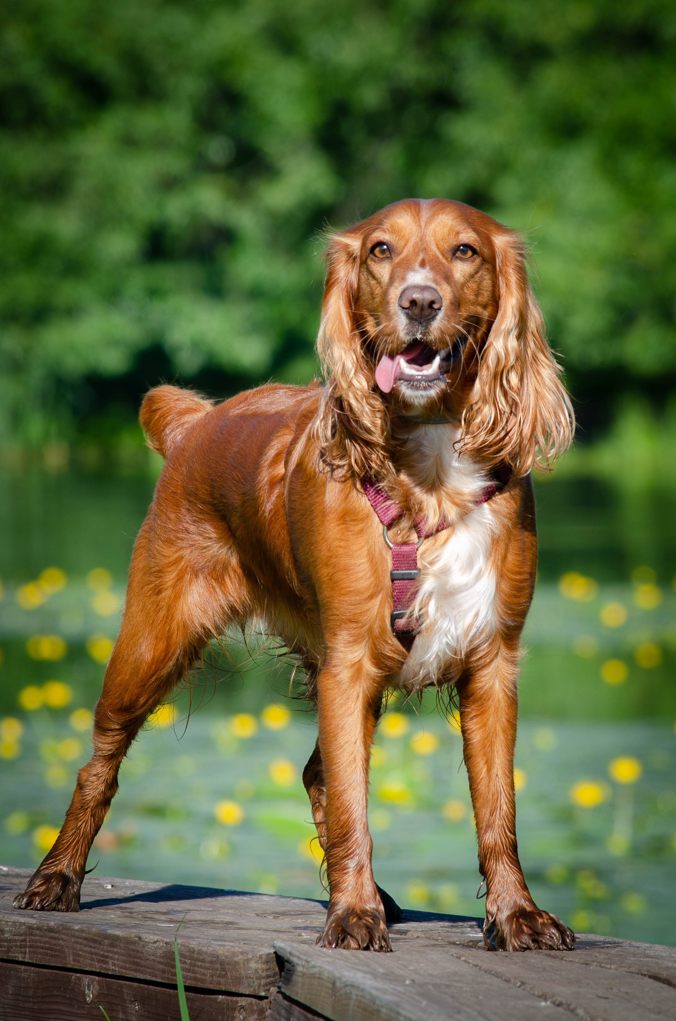 Джесси. Фотограф Светлана Блинова, Москва и Московская область