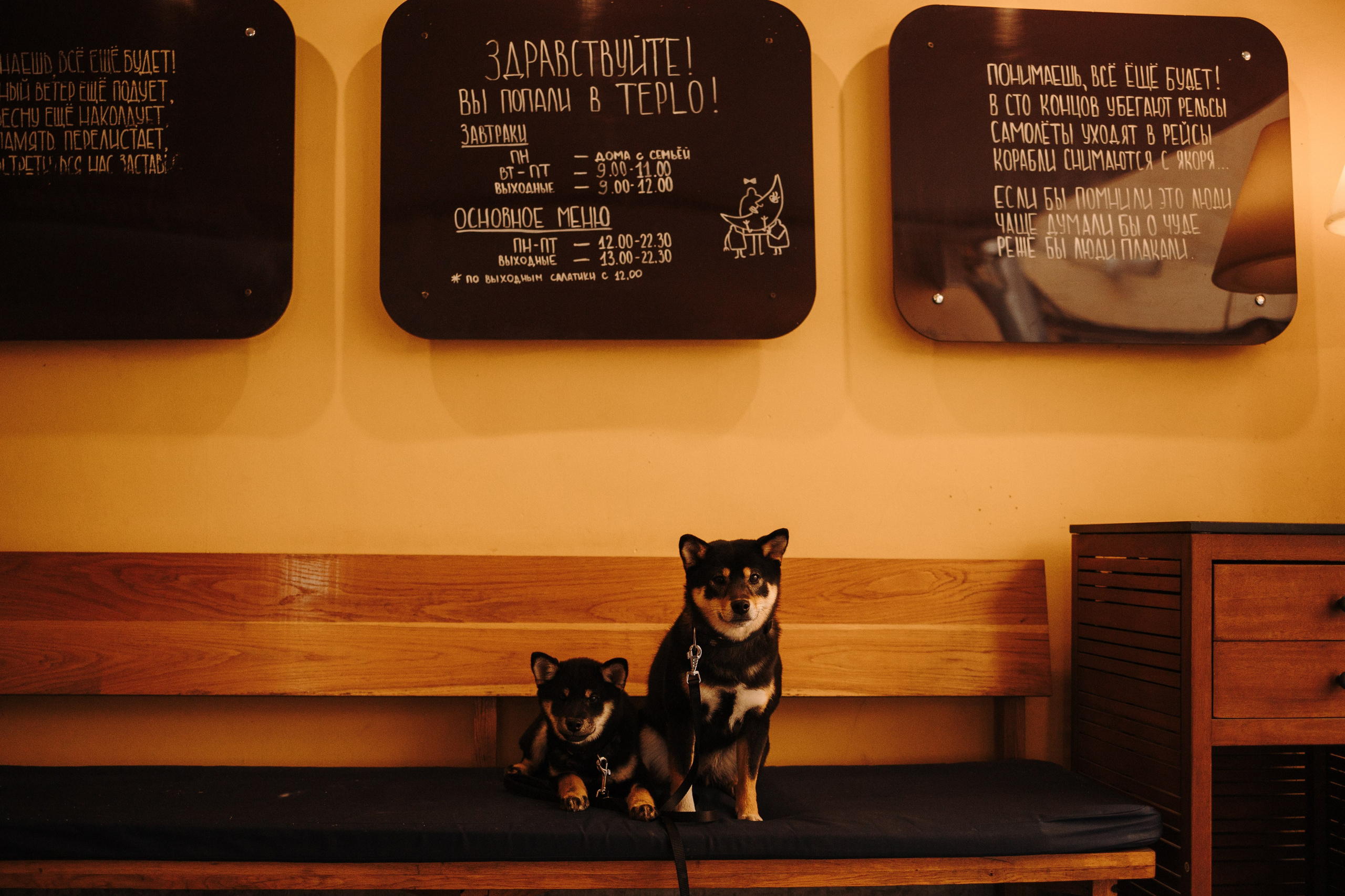 Даша и ее девочки. Фотограф — Анималист | Санкт-Петербург