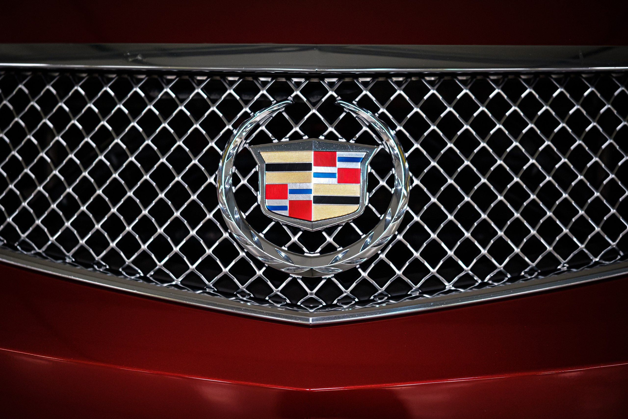 Кэдди. Алексей Никифоров фотограф Москва, Химки