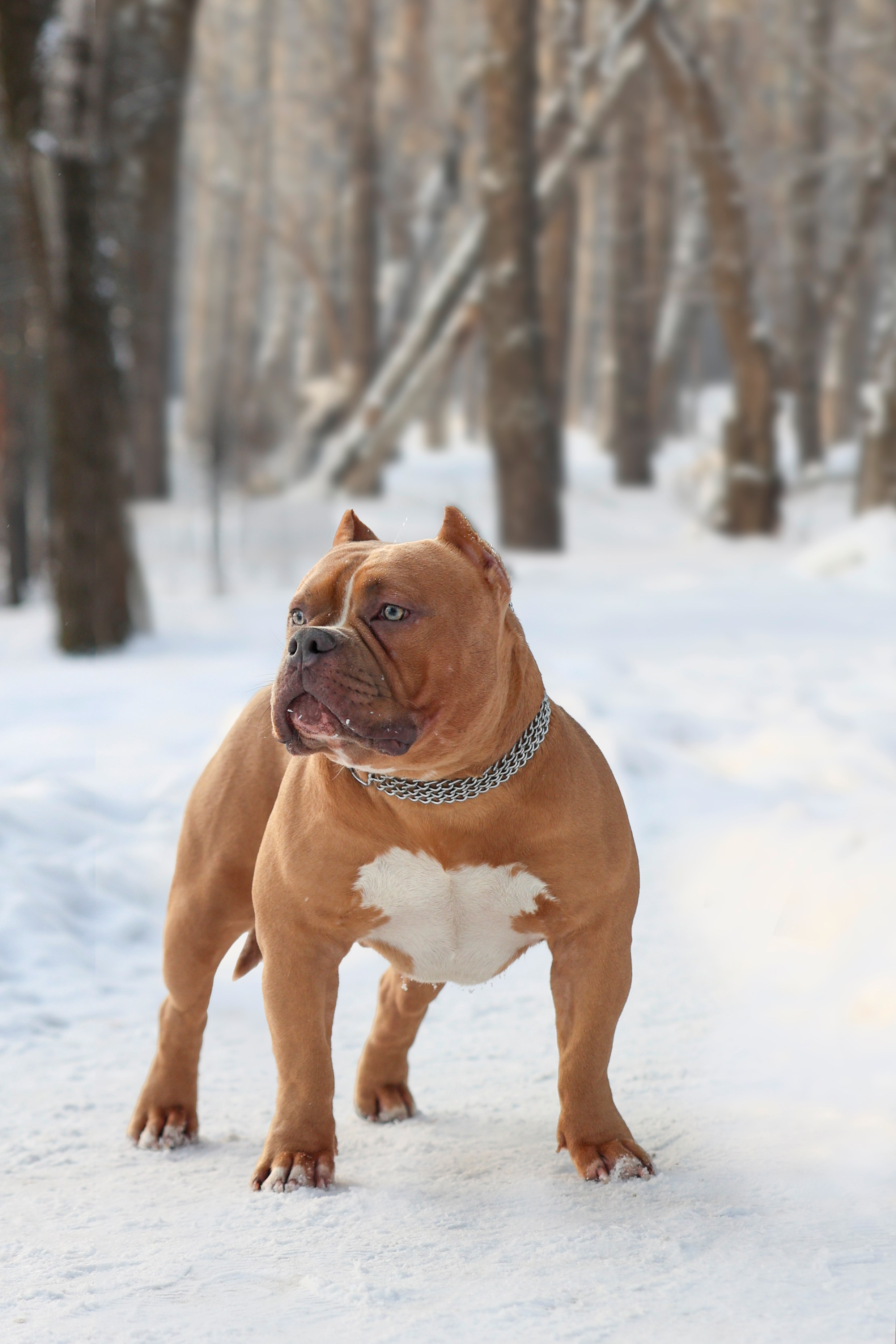 Американский булли!. Фотограф 📸 семейный, предметный, репортажный