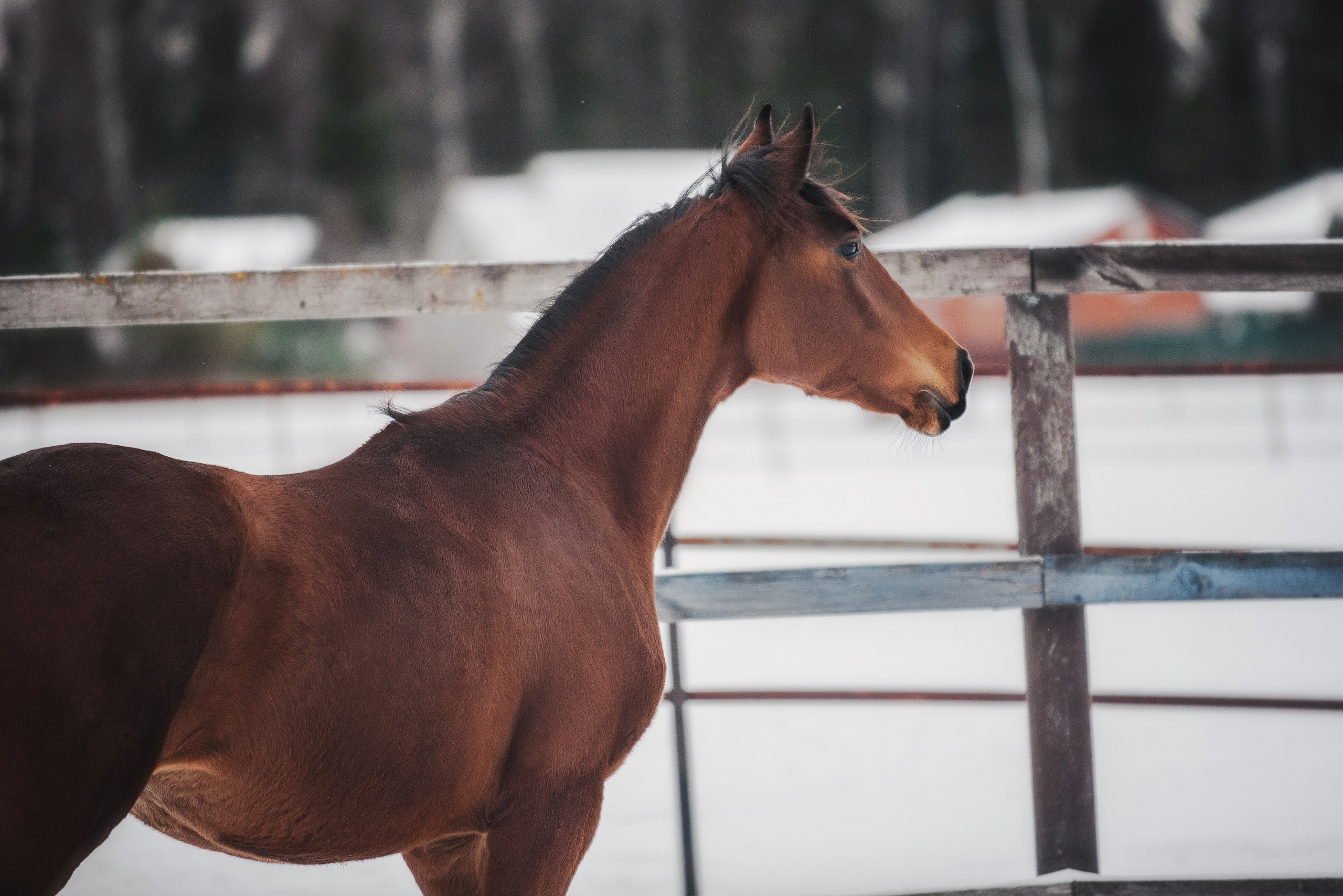 Дестини. Куракина Дарья • Конный фотограф