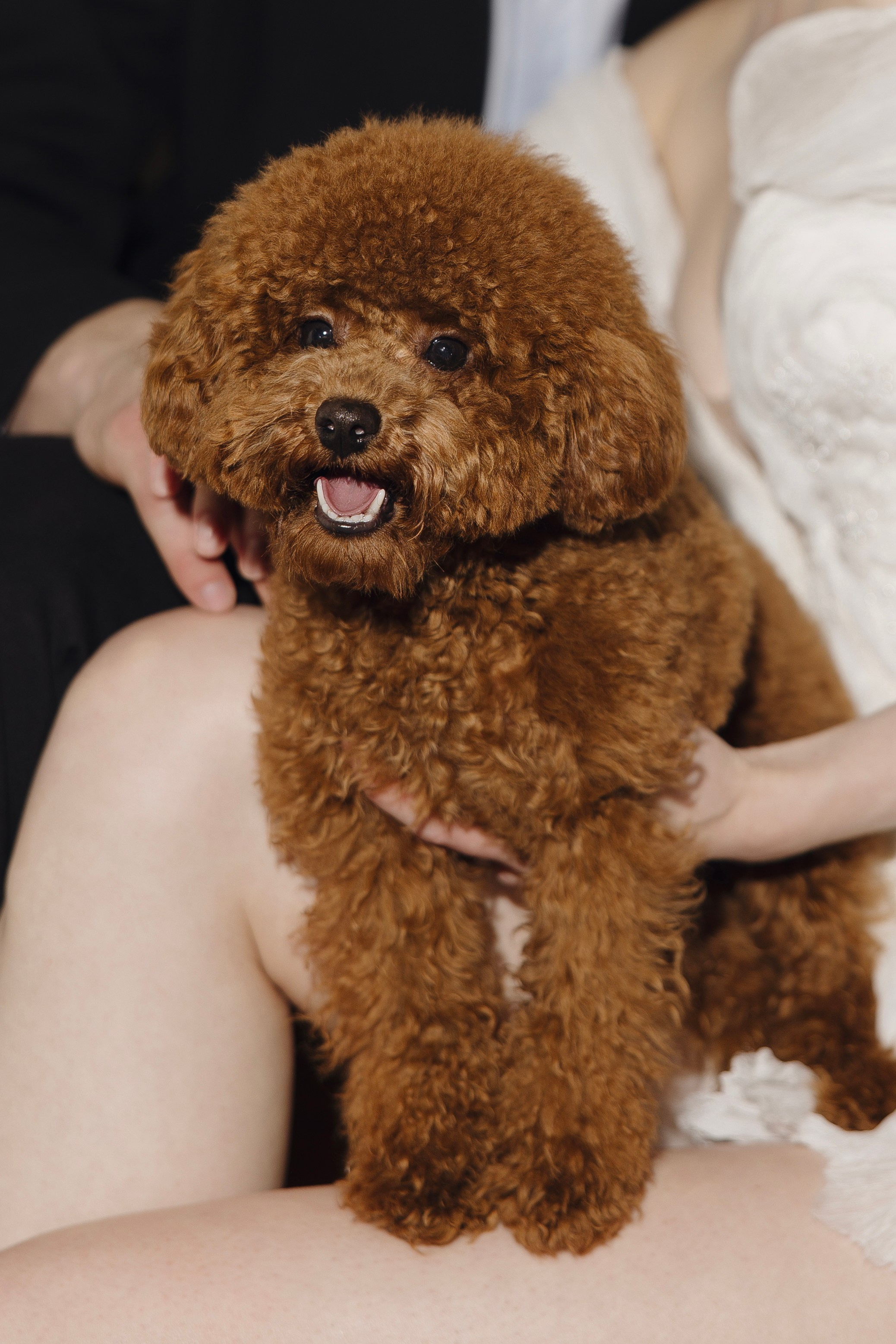 Андрей и Анастасия. Свадебный фотограф Курск Максим Ноздрачев