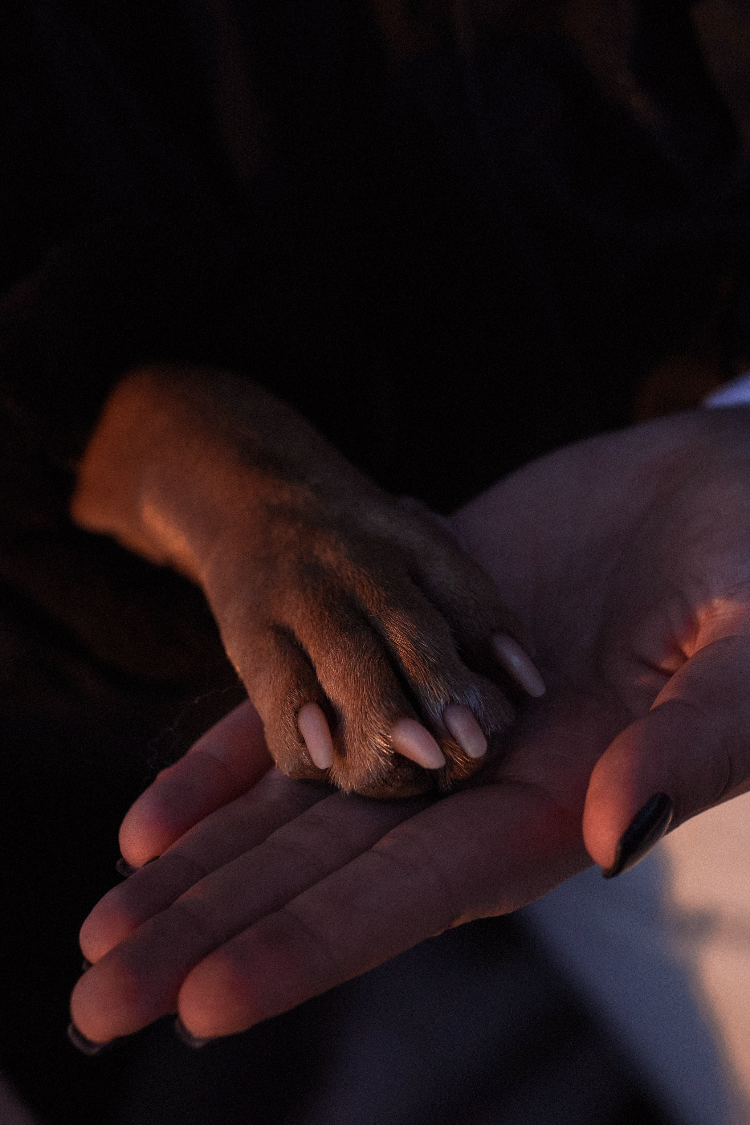 Арина и Стэфи. Фотограф — анималист Владивосток, Алина