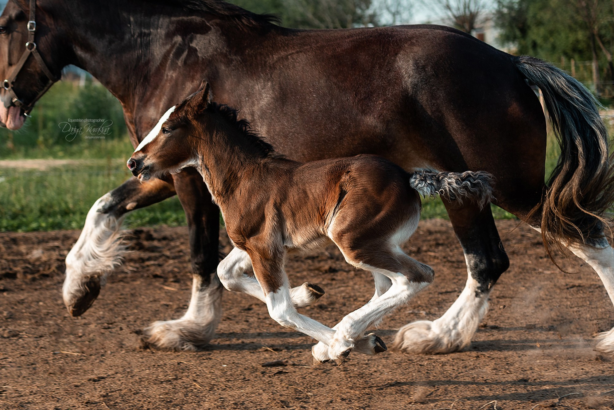Рапунцель и Квини. Конный фотограф Куракина Дарья • Фотосессии с лошадьми