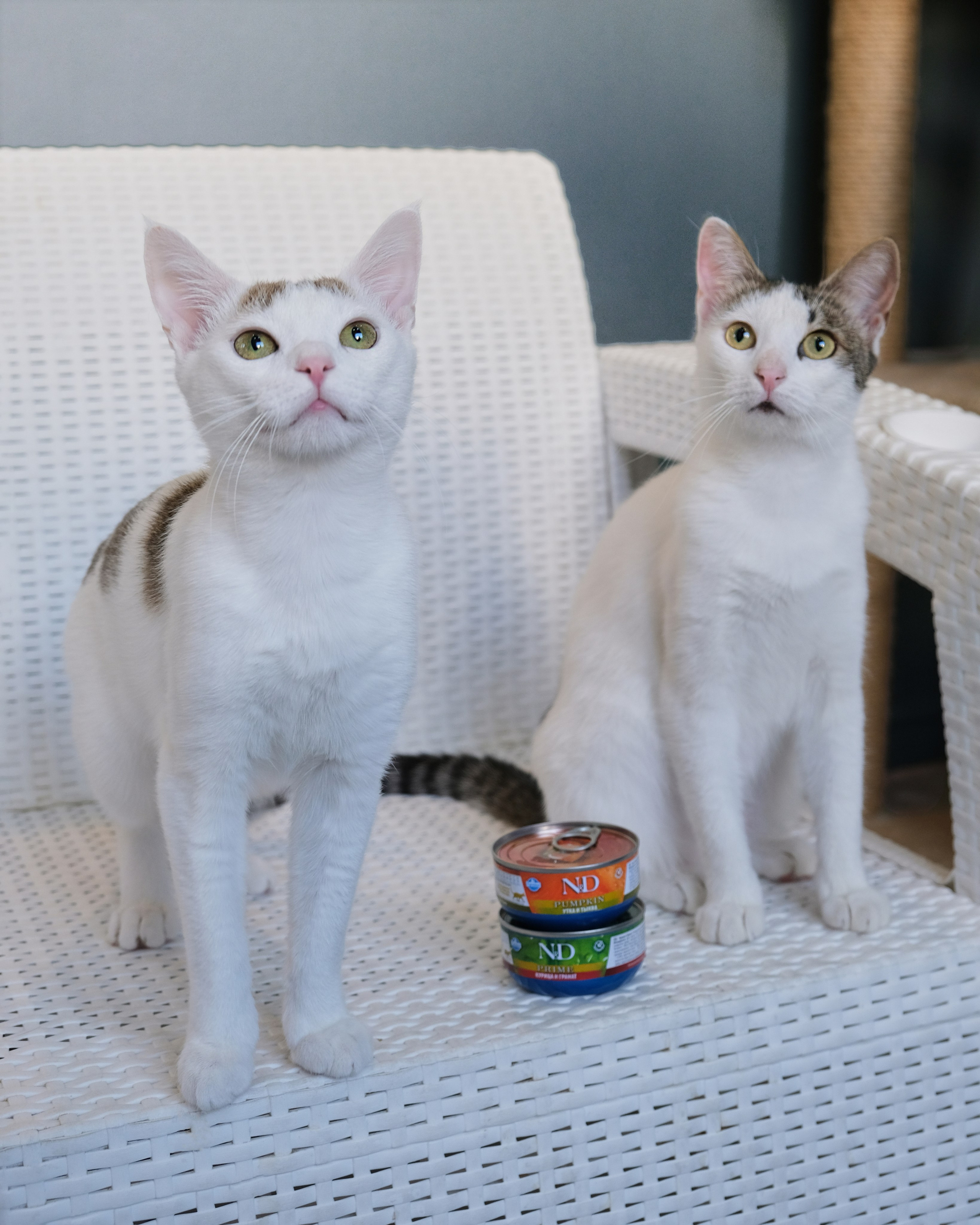 Farmina Pet Fods. Anna Prokhorova Photography