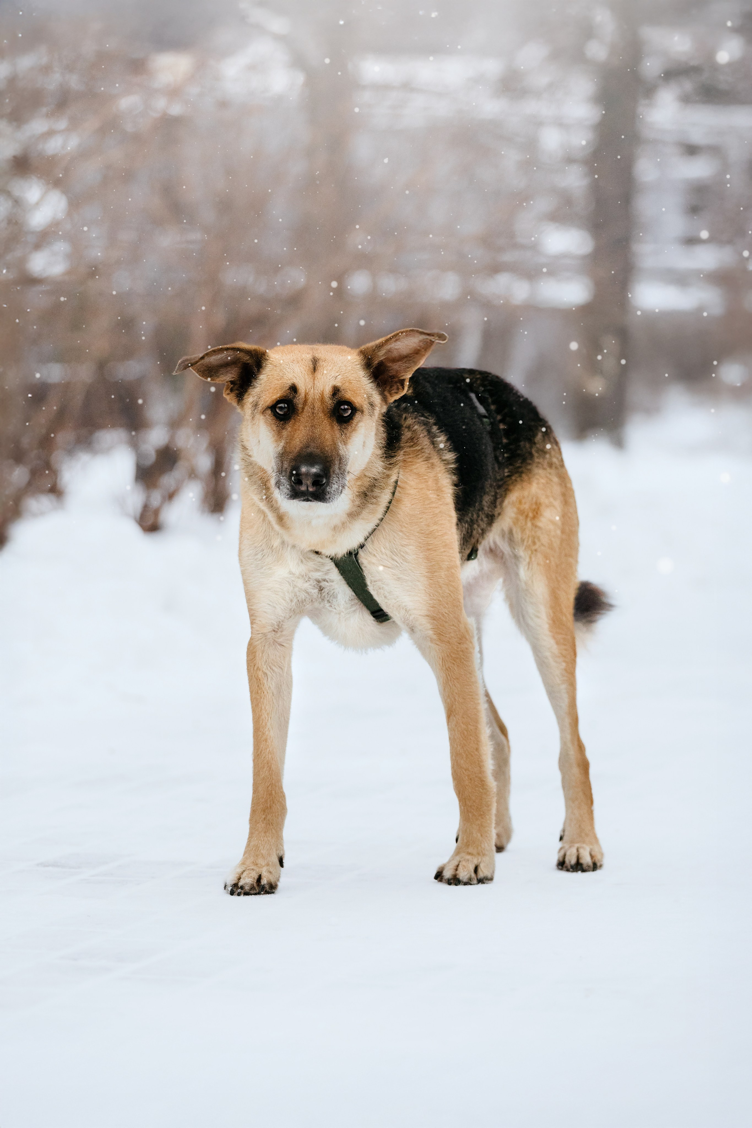 Собаки из приюта Дубовая роща зима. Фотограф-анималист Татьяна Степанова