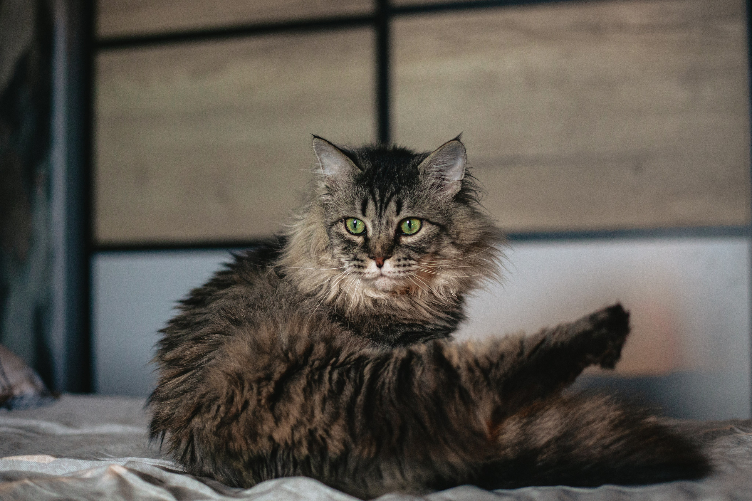 Домашняя фотосессия кота. Фотограф-анималист Татьяна Степанова