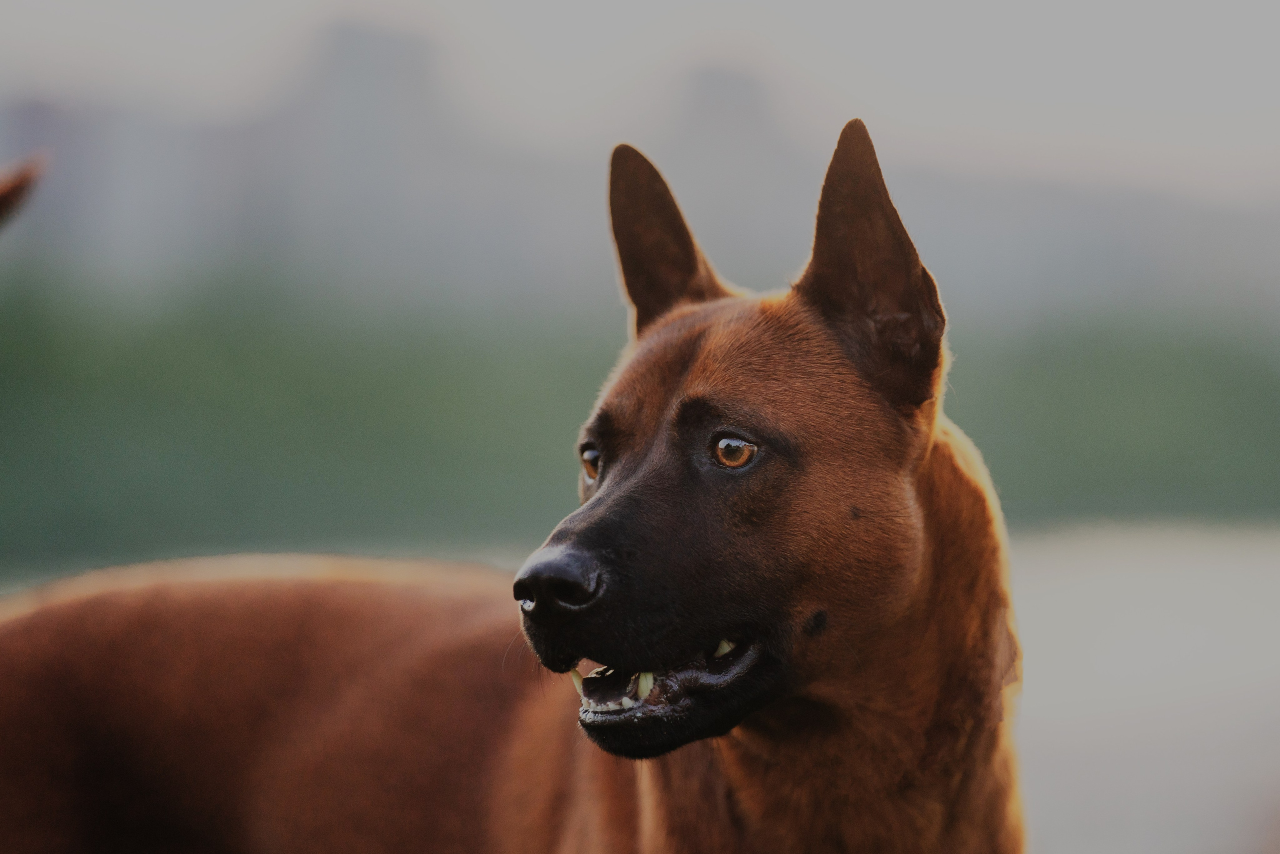 Лин + Вегас. Kameramotor74