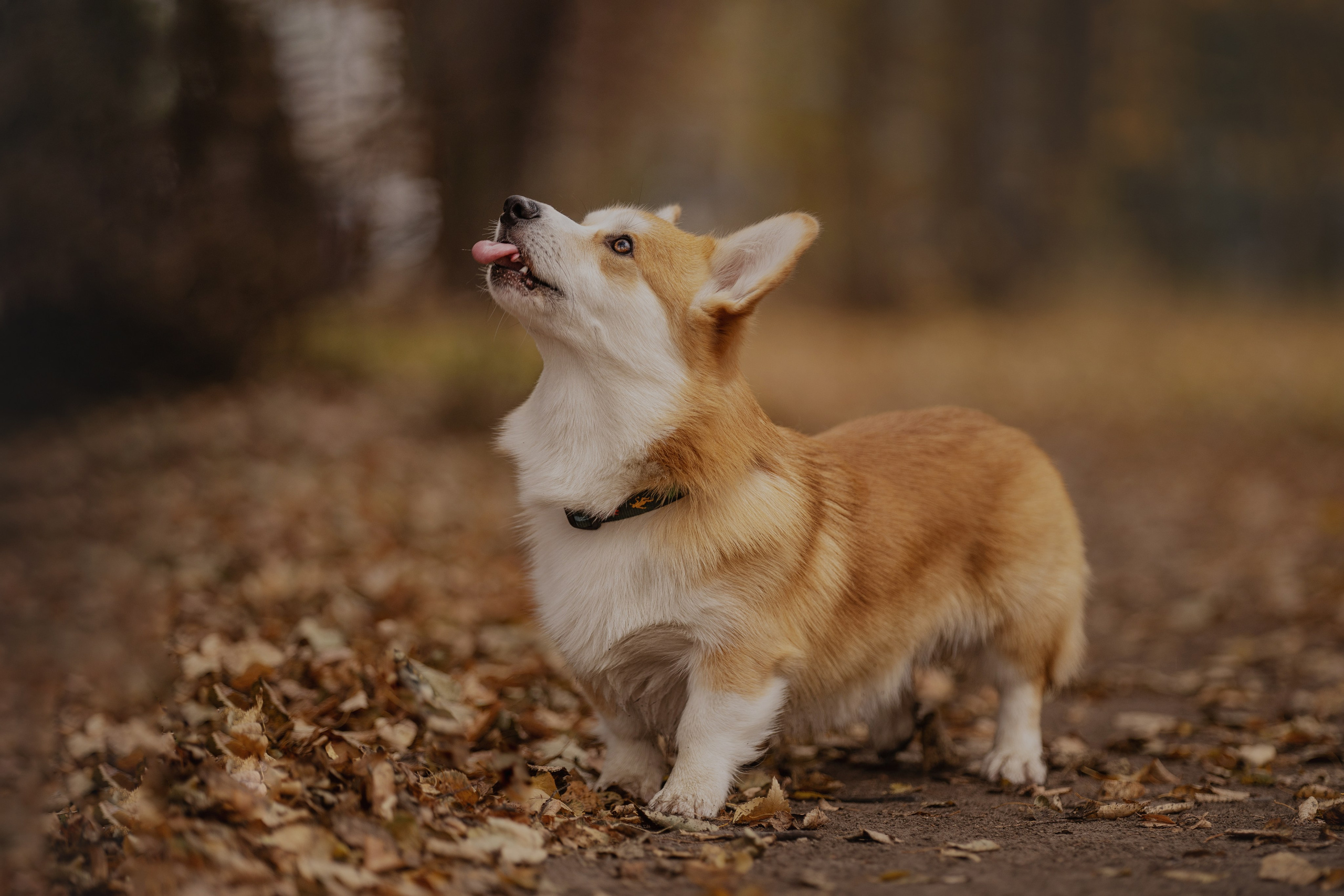 Ольга с семьей и их коргибанда. Kameramotor74