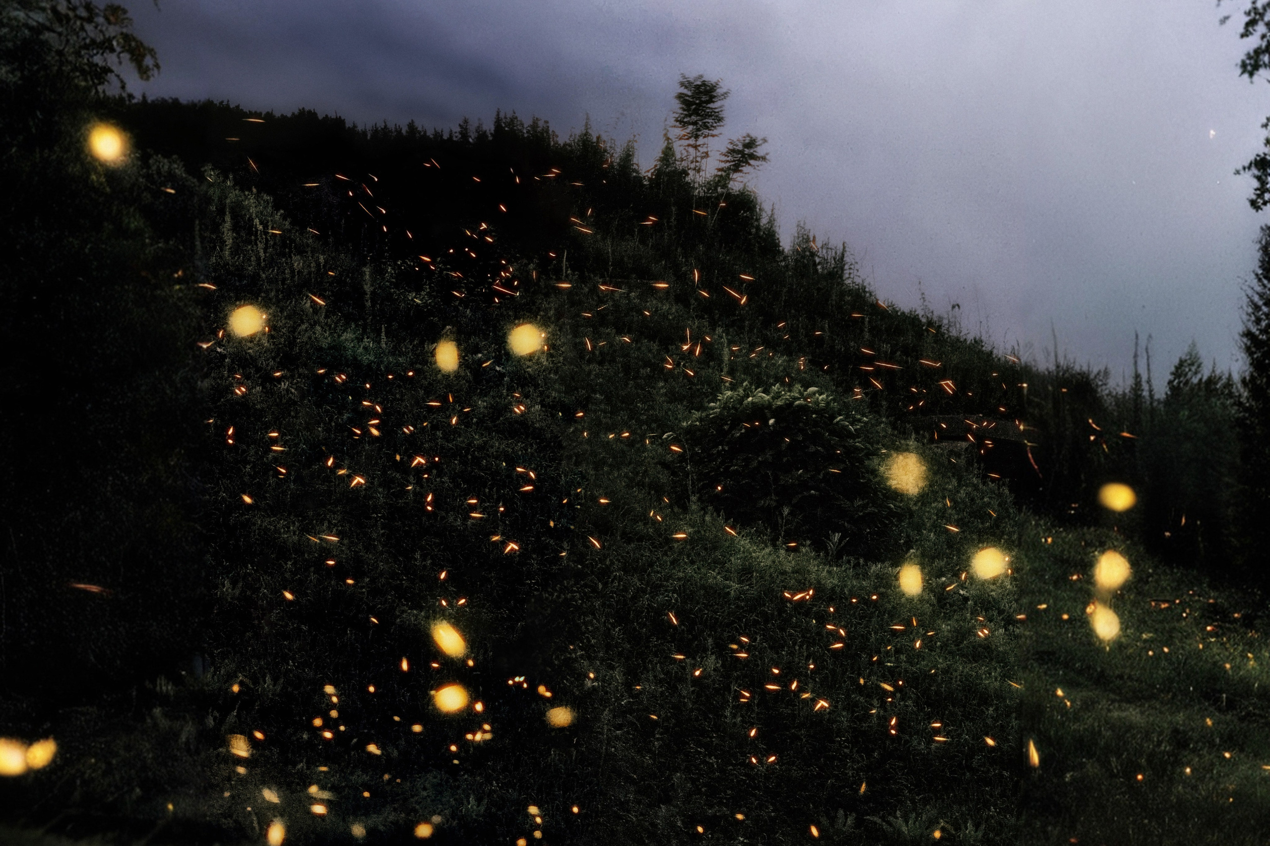 Очень много летающих светлячков на фоне поросшего травой ангара и леса