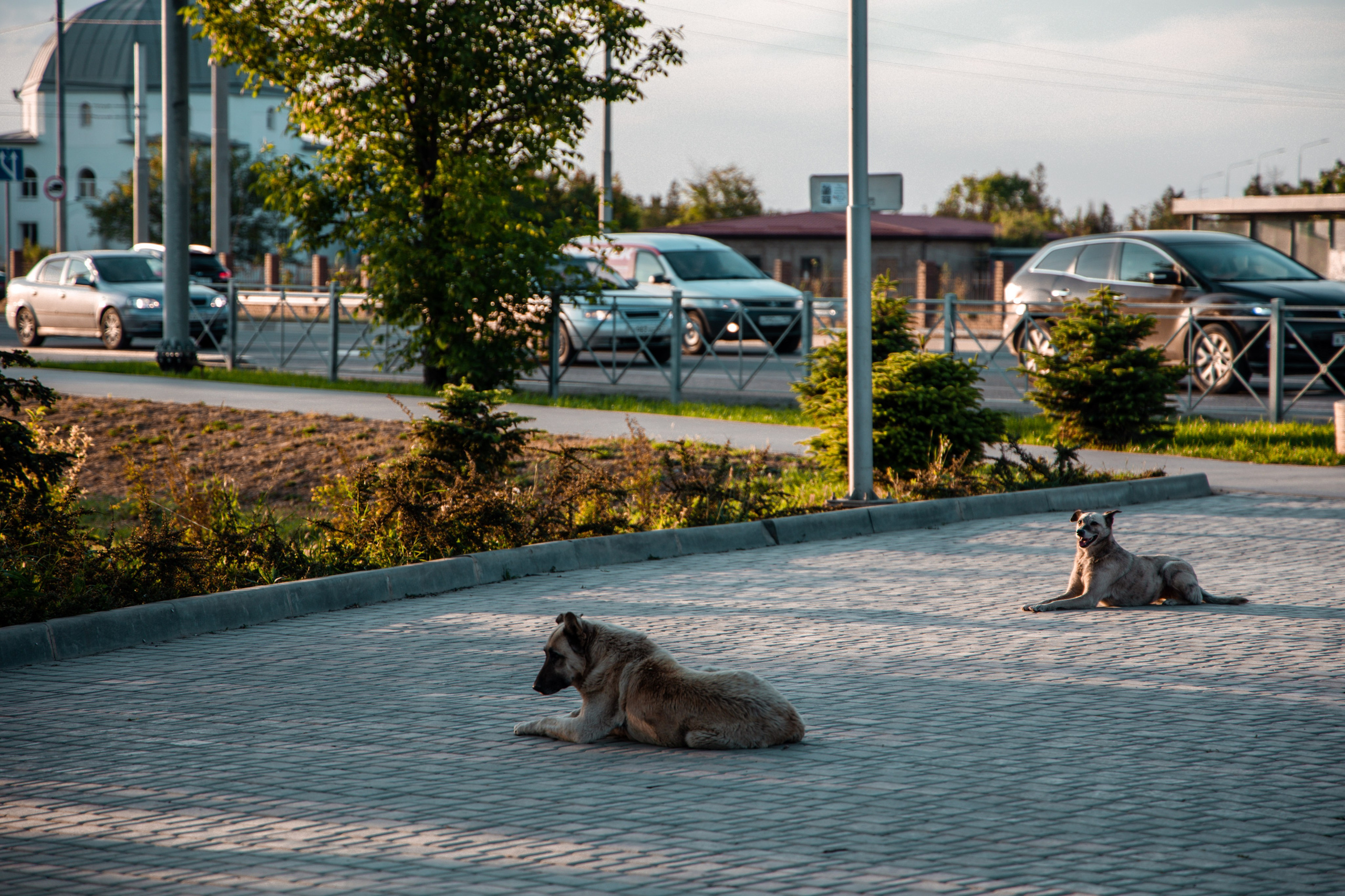 Фотограф Татьяна Марсуверских г. Жуковский, Москва и Мо. Репортажные съёмки, фотосессии,  фотограф анималист, фотосъёмка животных. Фотограф для маркетплейсов, фотоуслуги в Жуковском Татьяна Марсуверских