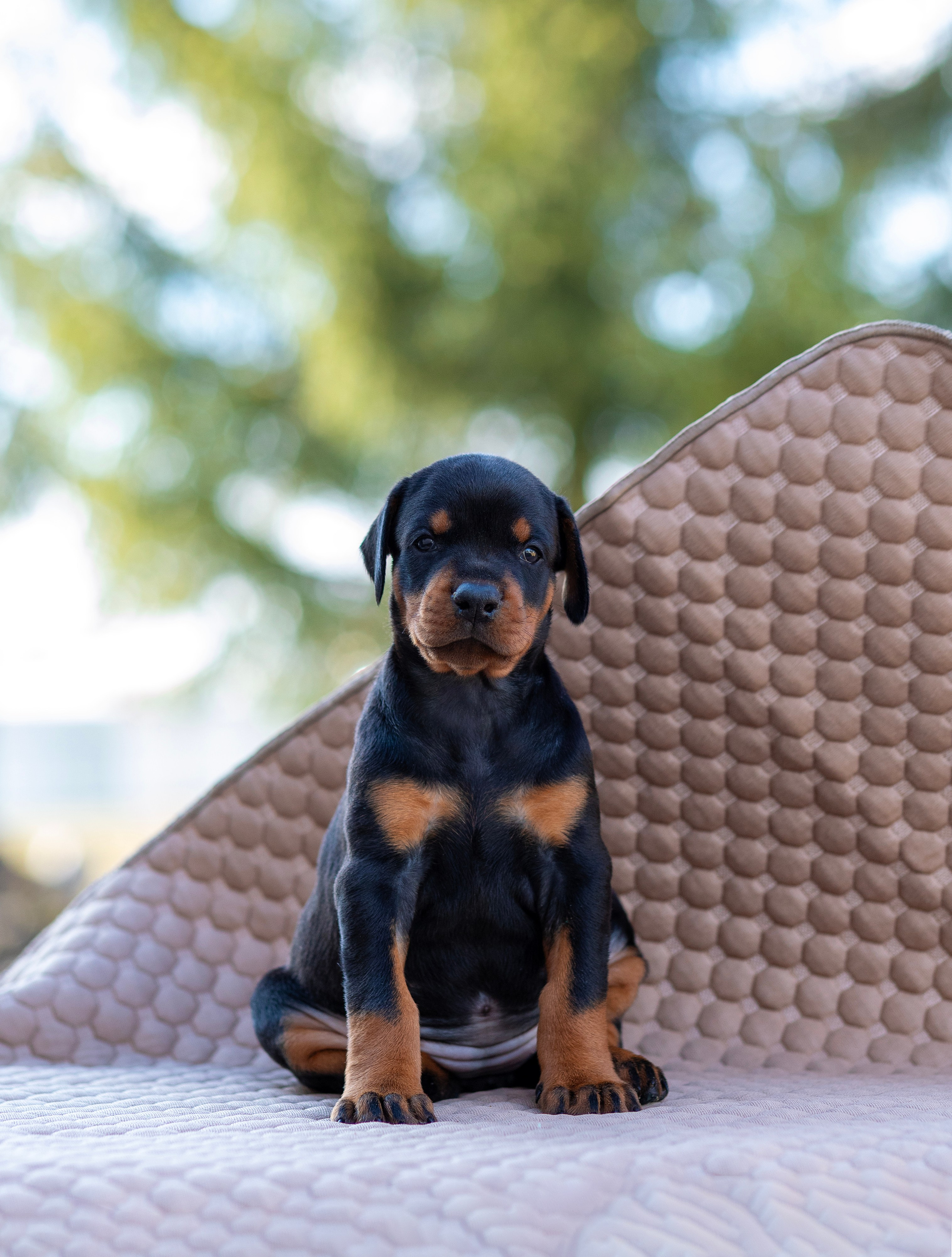 Доберман. Фотограф — анималист Татьяна Ли