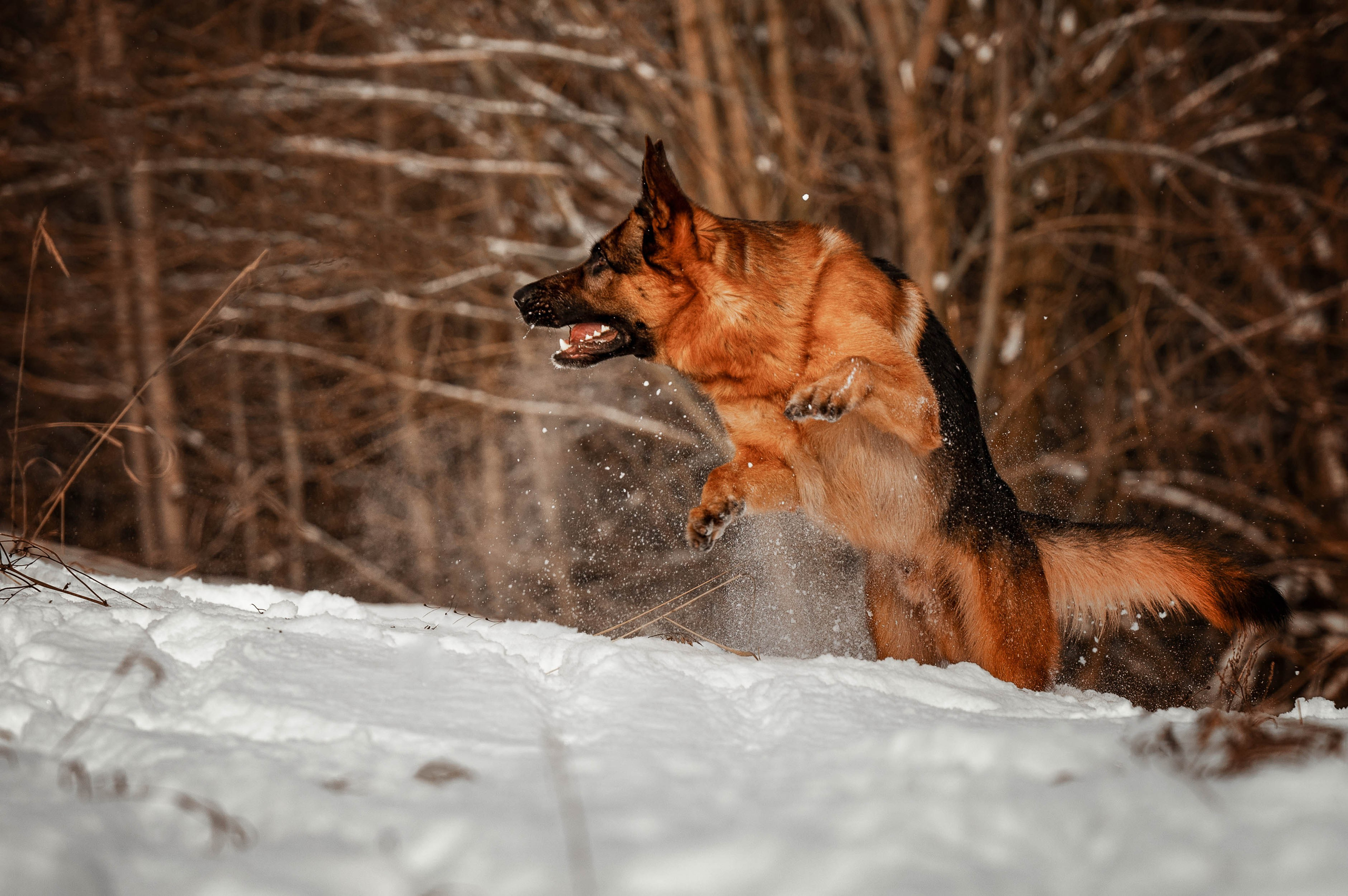 Вольт. Фотограф-анималист