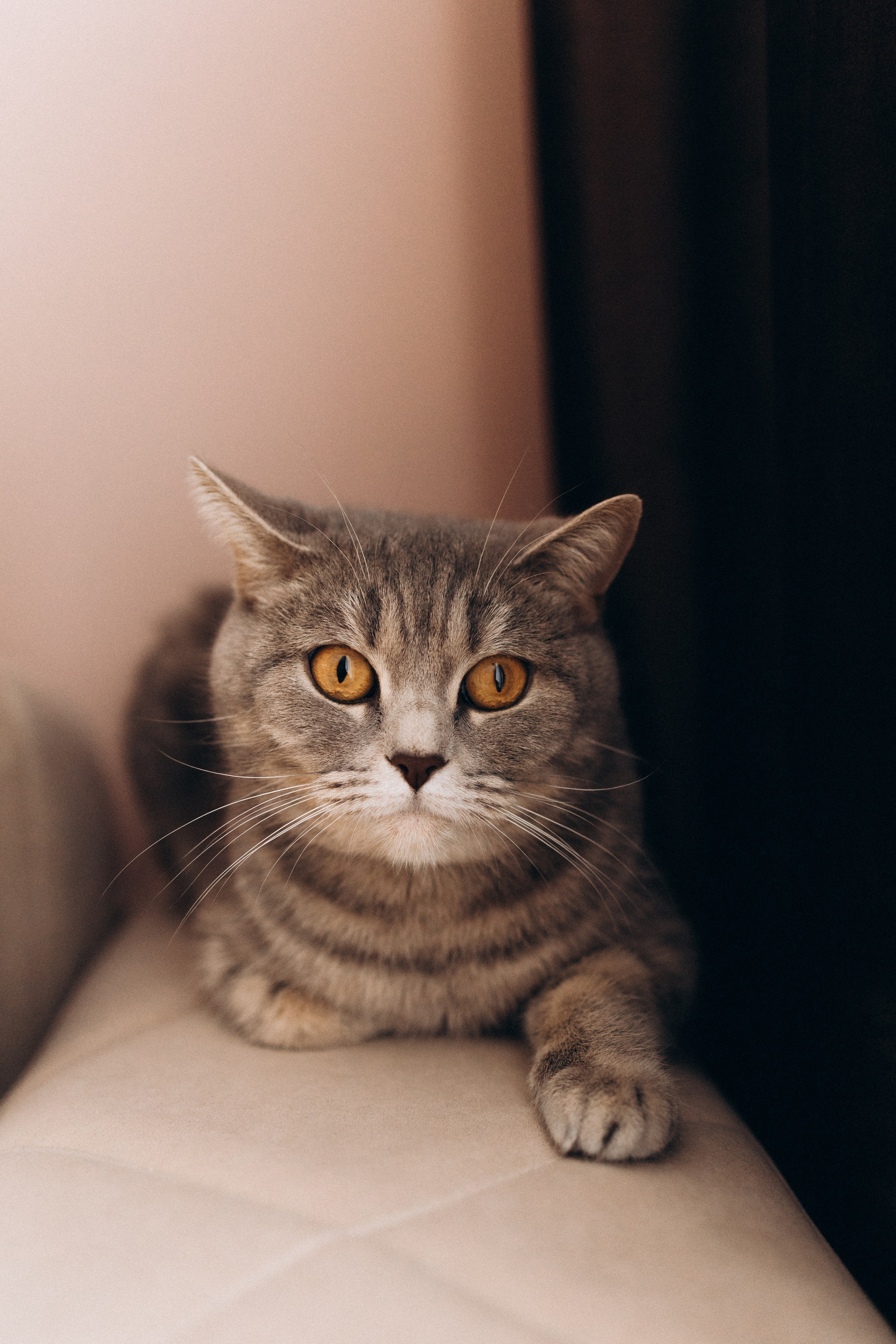 Владимир, Ирина и Алиса