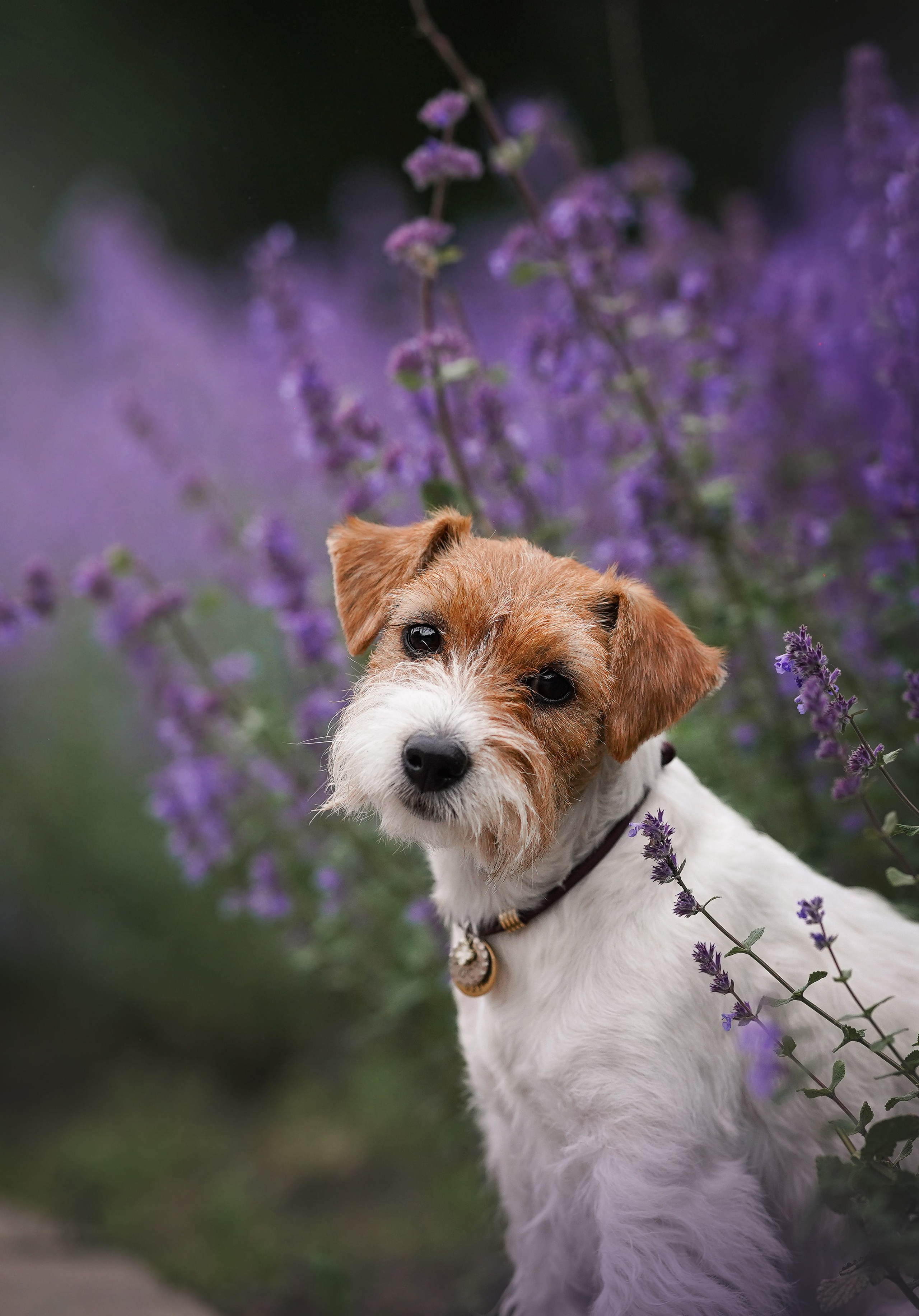 Люба и Тося. Фотограф-анималист в Санкт-Петербурге Яна Мартынова