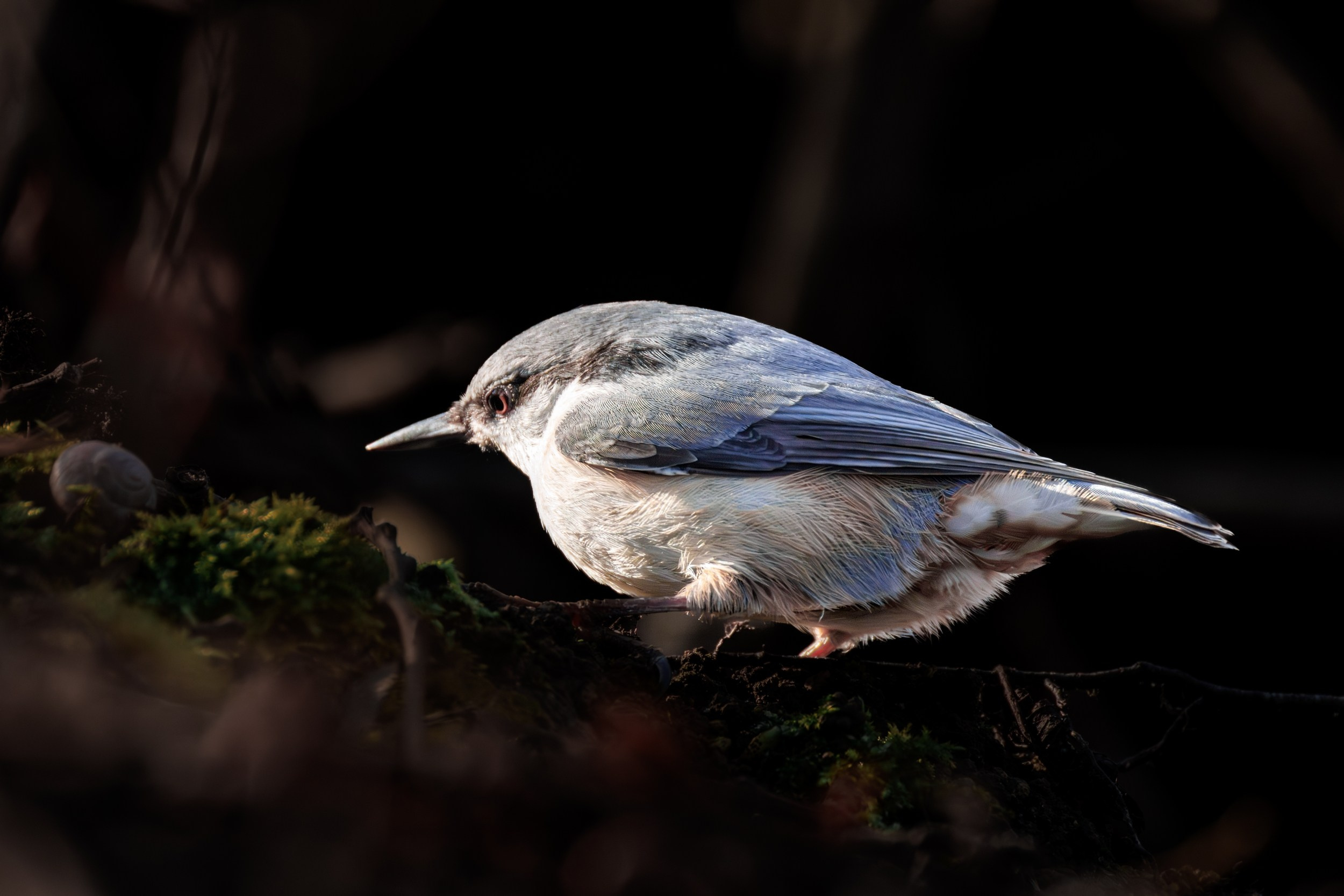 Поползень. Фотограф дикой природы Роман Исаенков