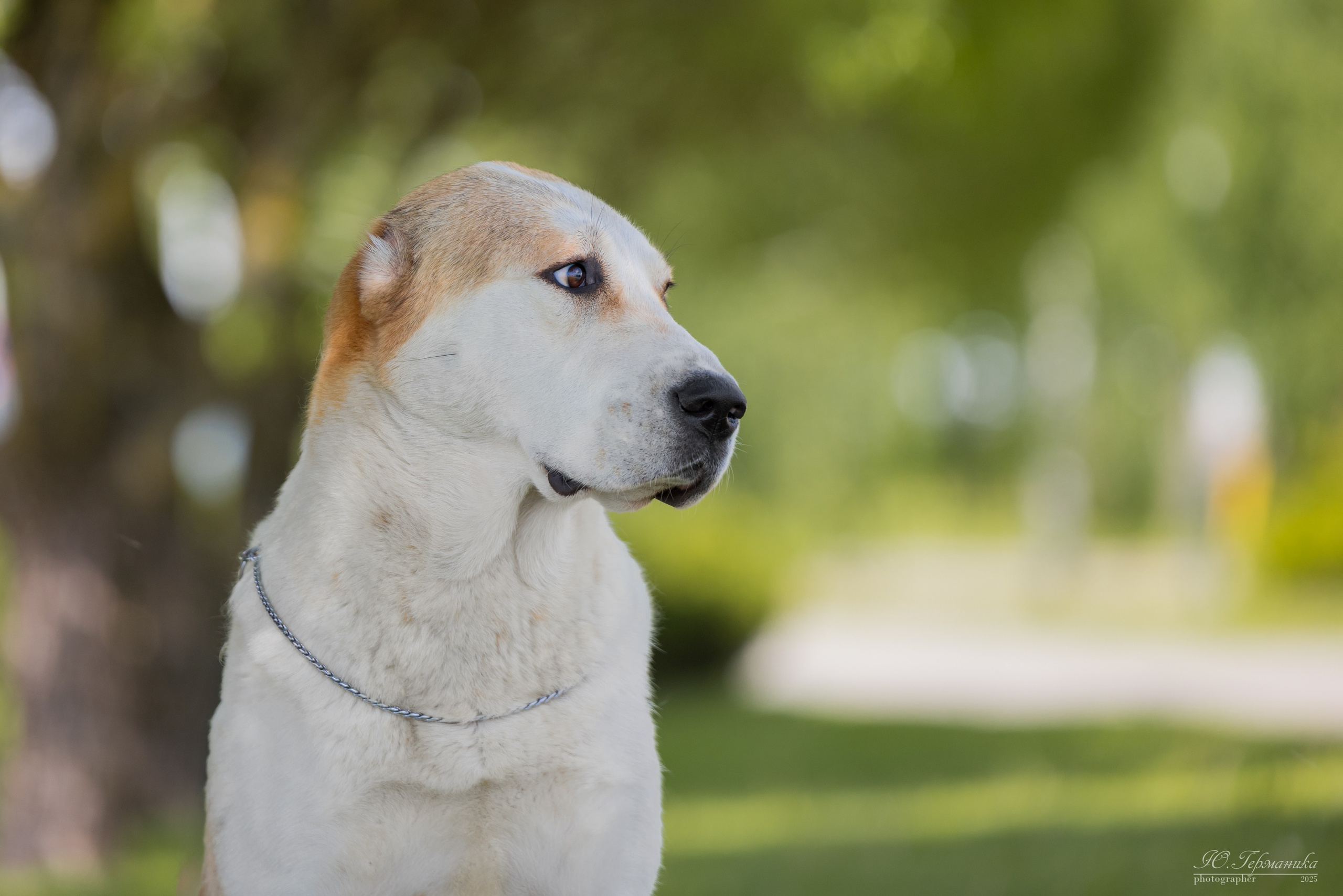 Минск 31.05-1.06.2025. Фотограф-анималист Юлия Германика