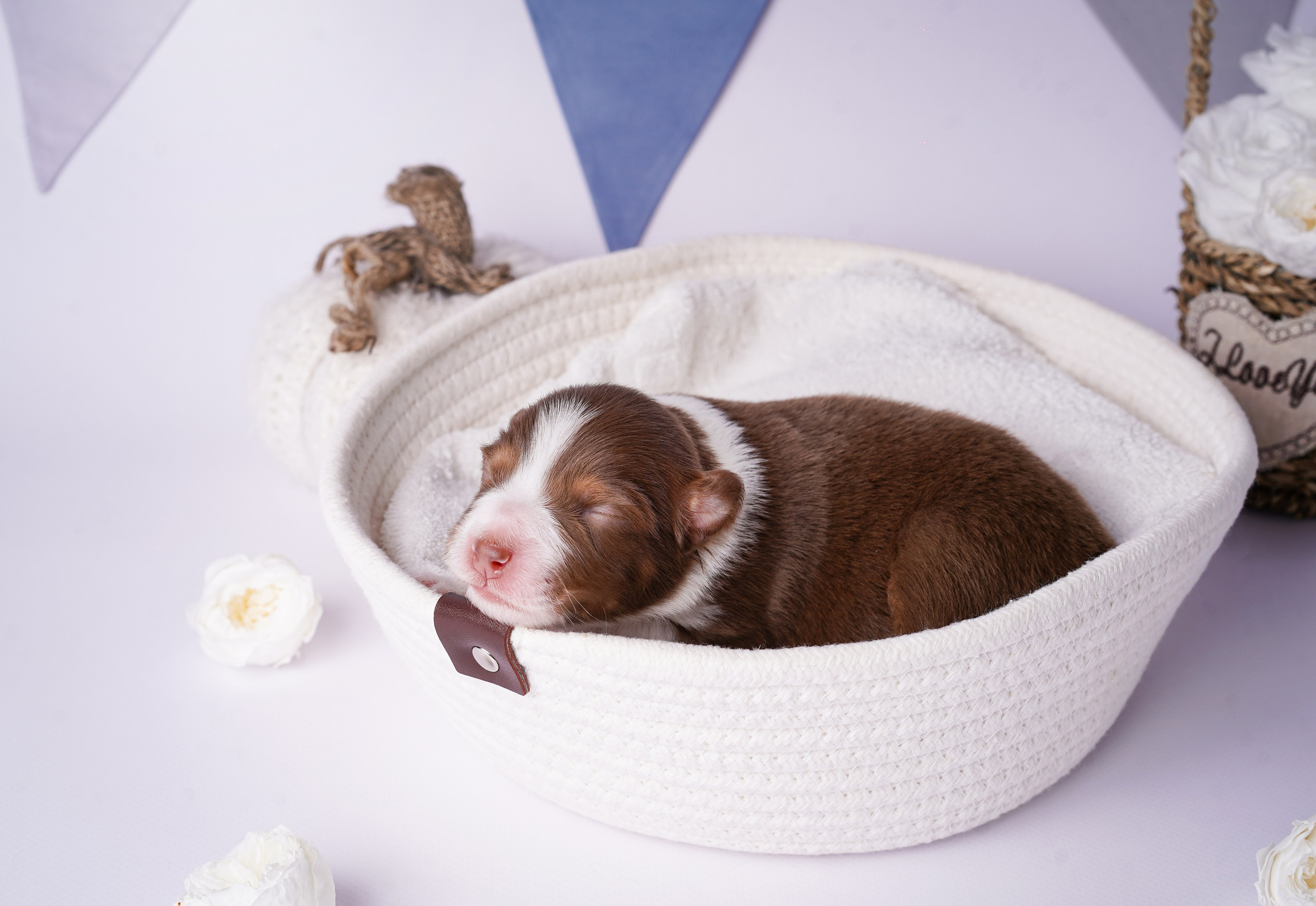 Щенки австралийской овчарки. Фотограф-анималист в Санкт-Петербурге Яна Мартынова