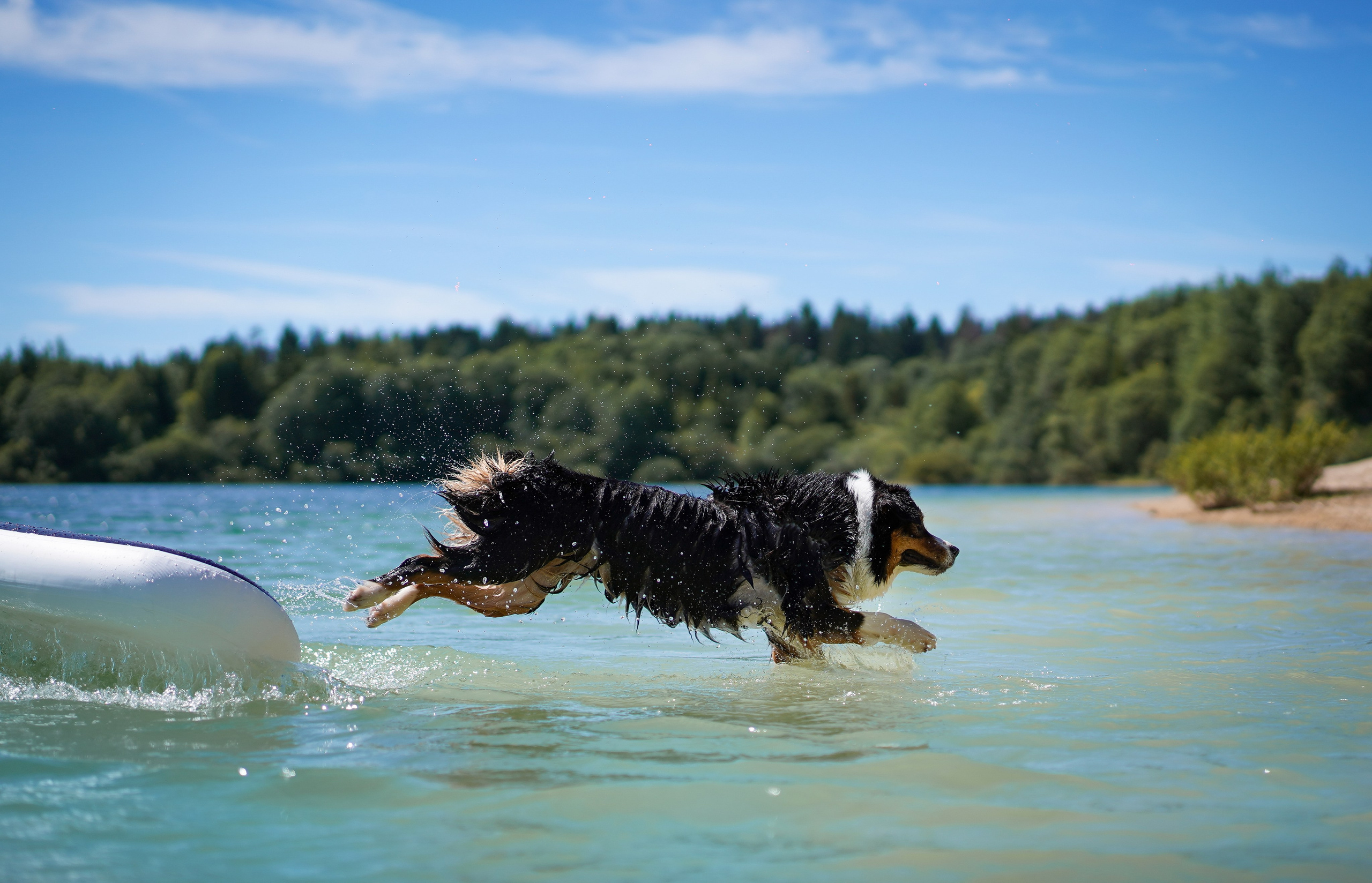Аусси на карьерах. Фотограф-анималист в Санкт-Петербурге Яна Мартынова