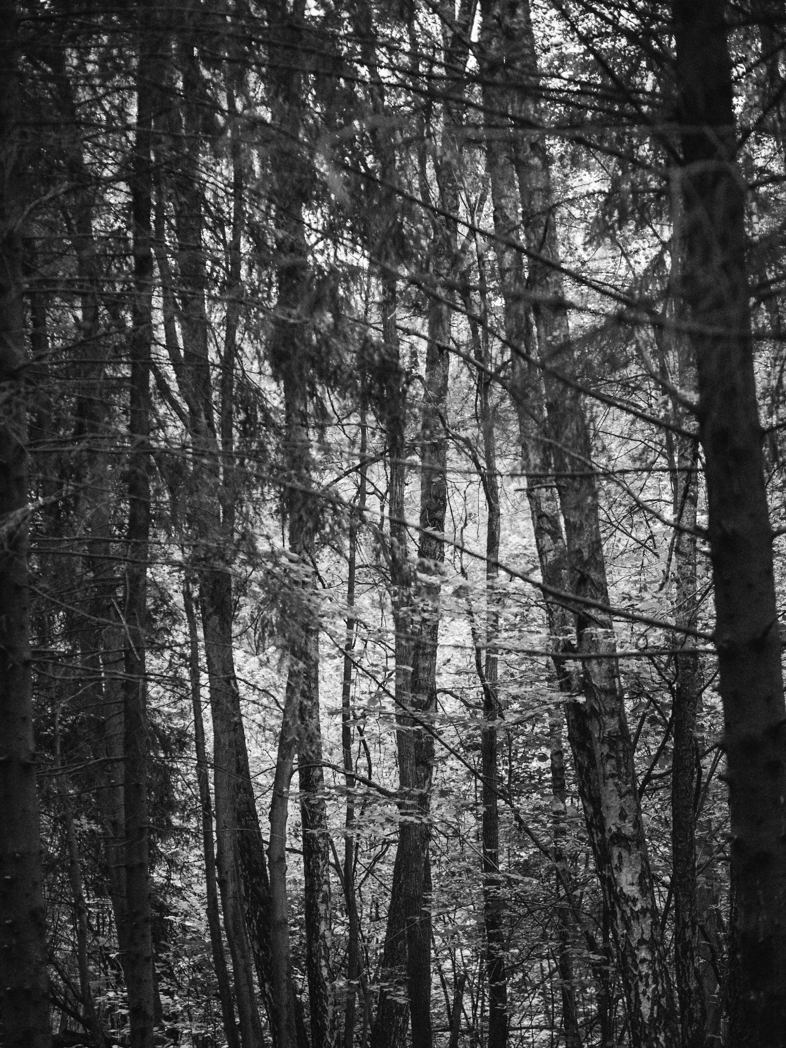 Ведьмин лес. Портретный и атмосферный фотограф Екатерина Шаврина