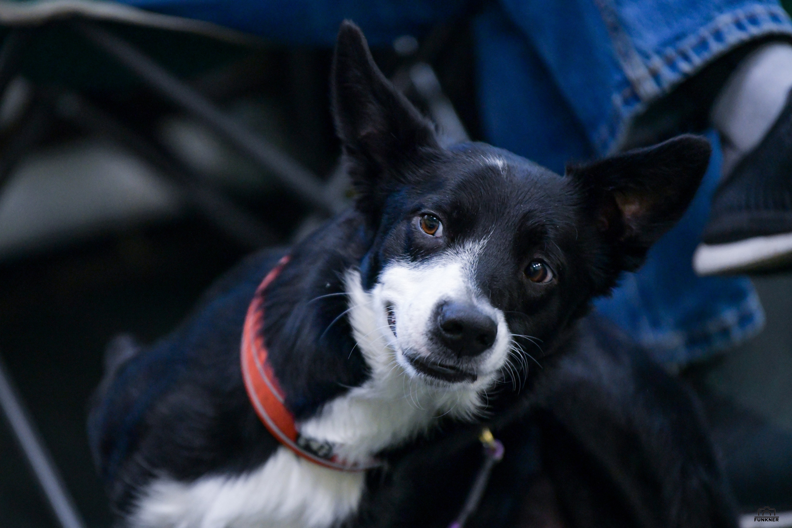 Кинологический клуб «Бодрый хвост». Свой взгляд через объектив