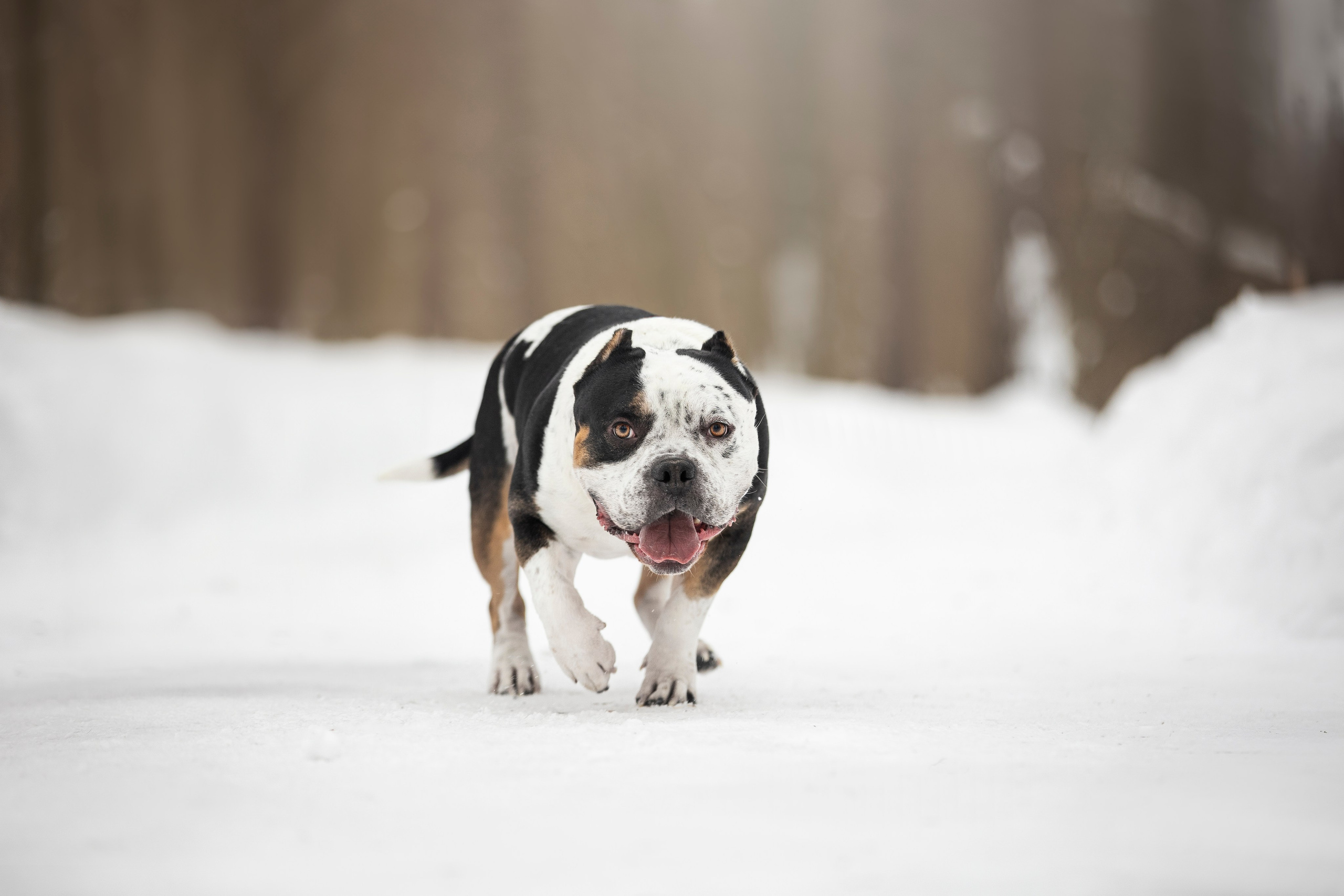 Американские булли. Фотограф анималист в Москве Майорова Евгения
