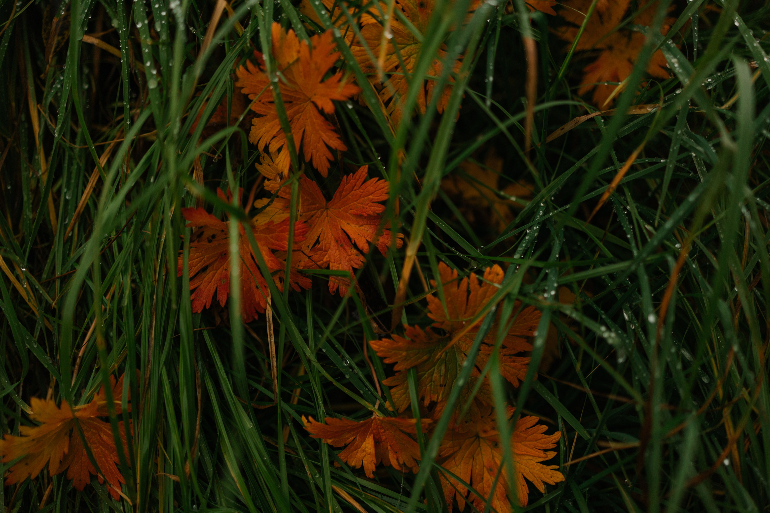 Лена и Тайгер. Фотограф — Анималист | Санкт-Петербург