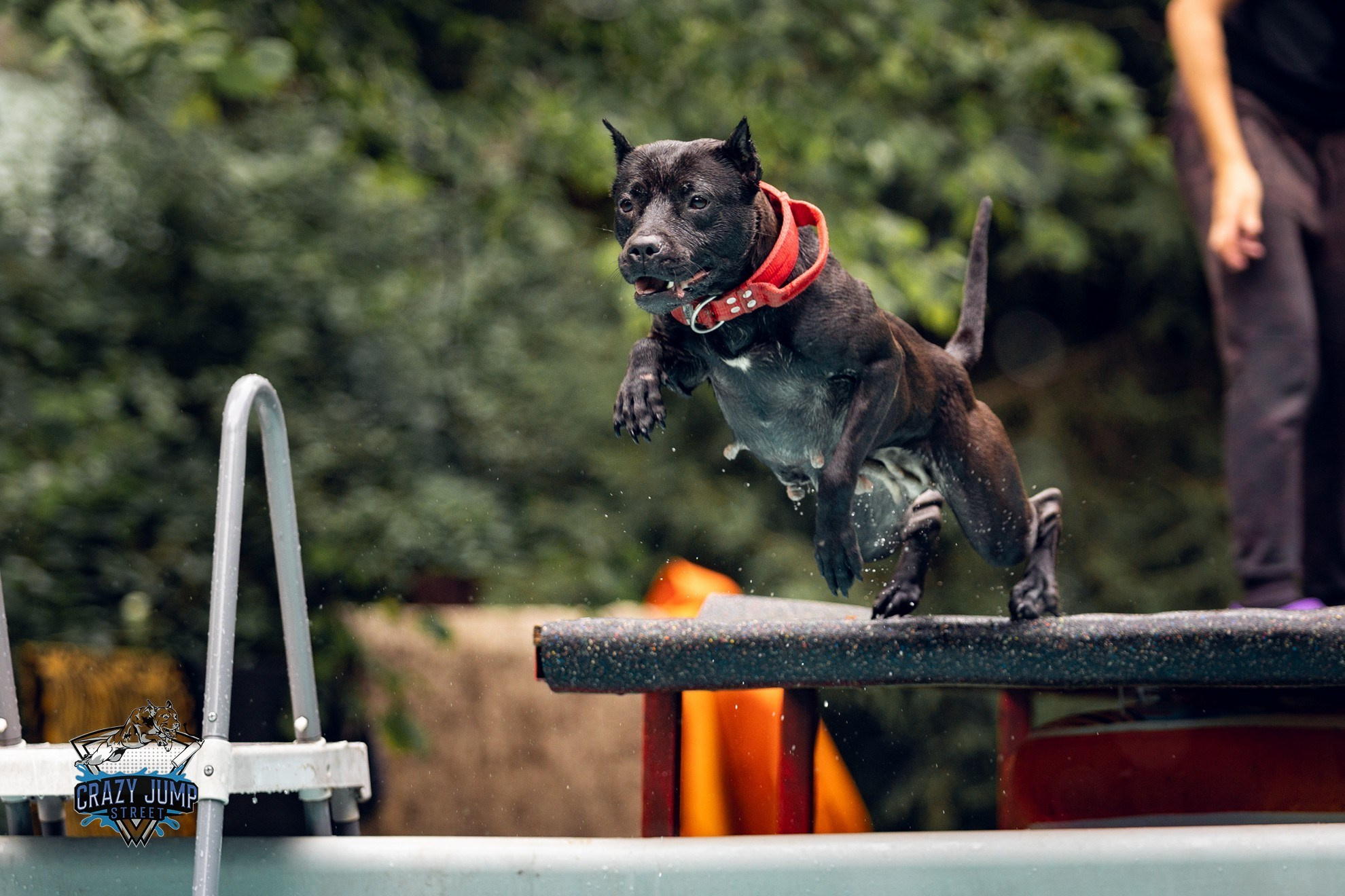 Собаки, спорт, Док дайвинг. Свадебный и репортажный фотограф в Москве и Московской области
