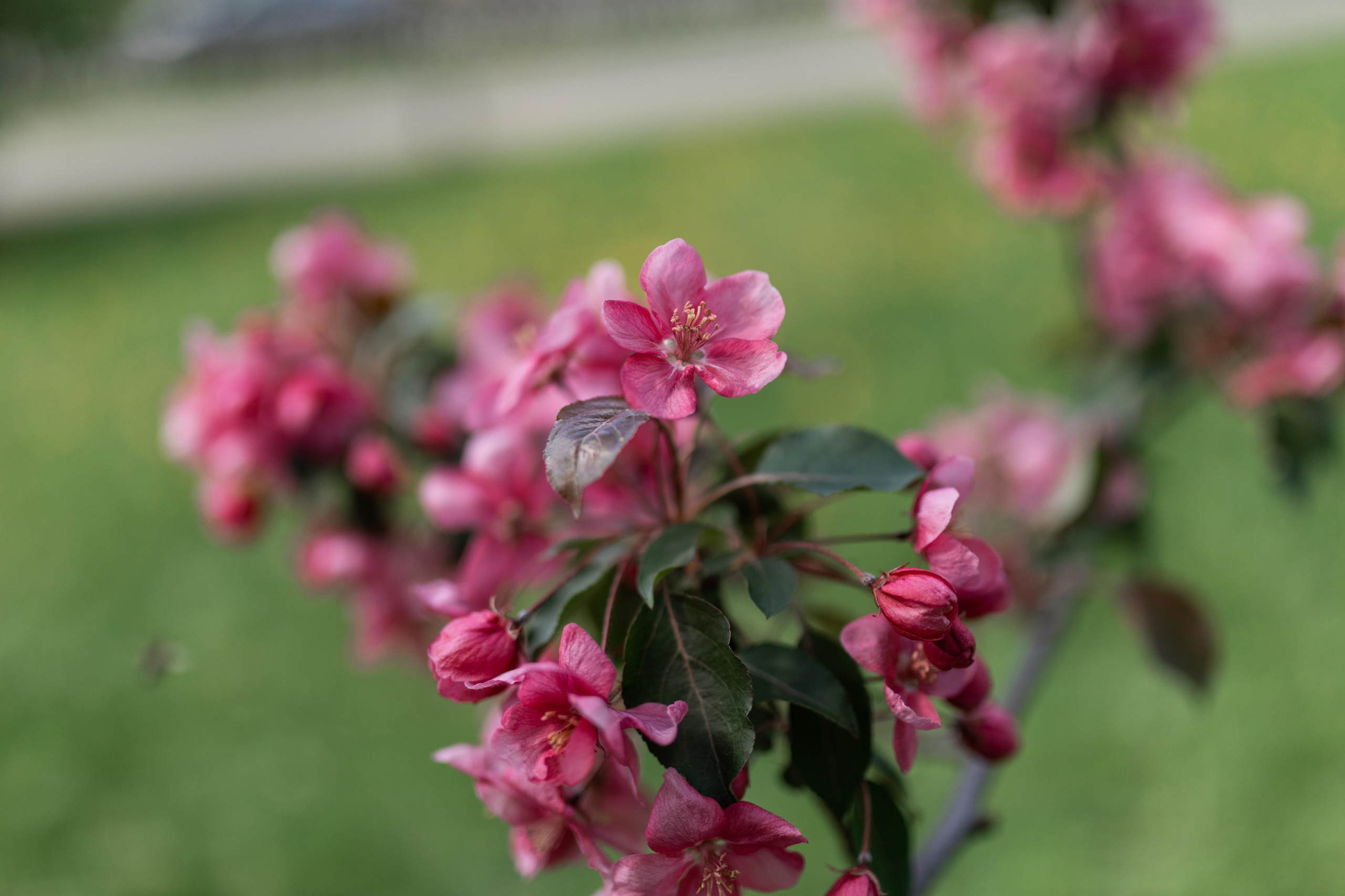 Японский садик. Фотограф Вера Зенина