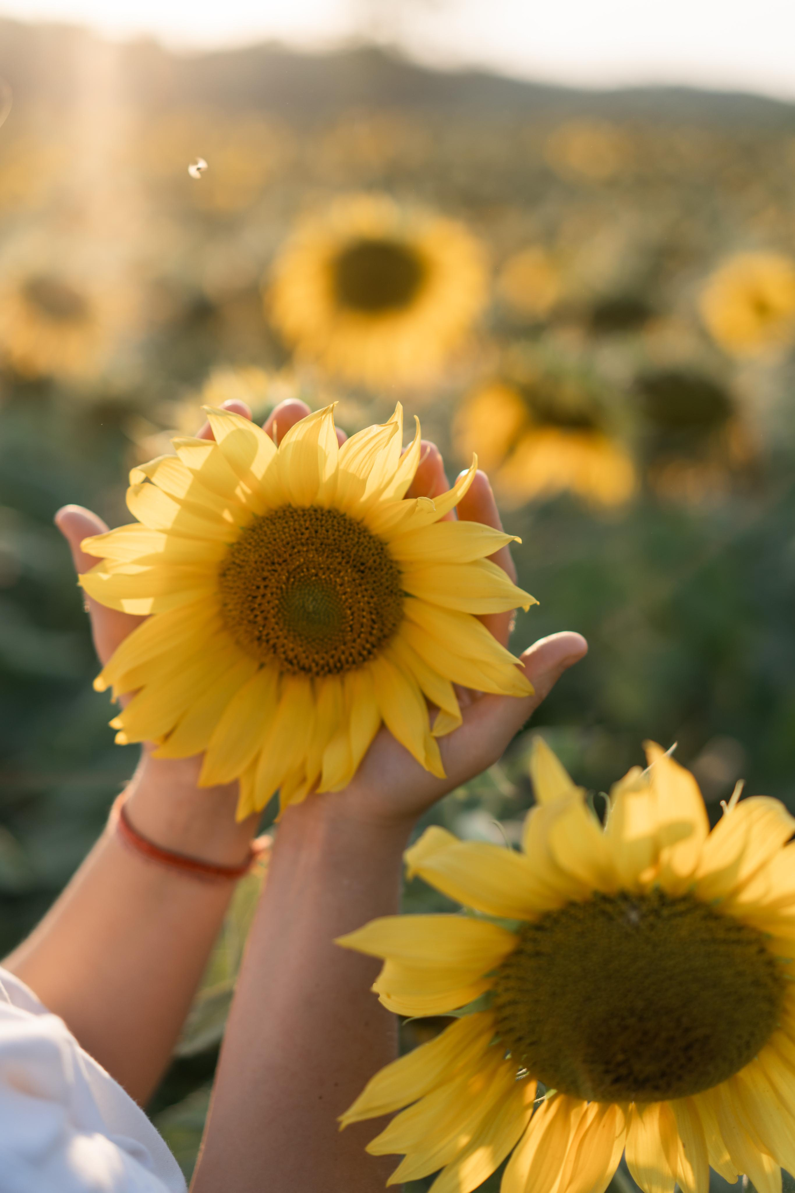 В Подсолнухах. Катюша. Фотограф Вера Зенина