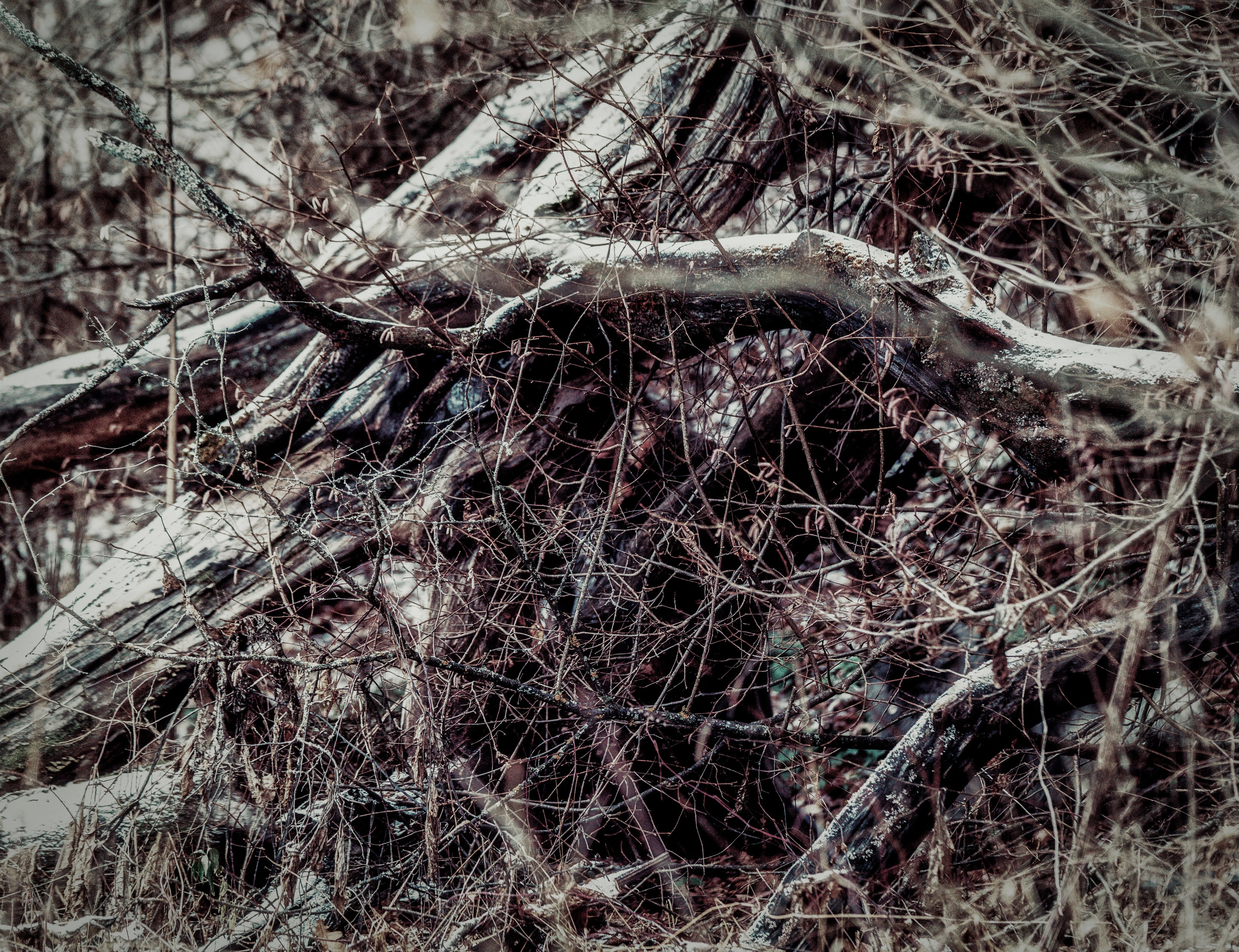 ФОТОПАМЯТЬ ВАШИХ ЭМОЦИЙ. Фотограф-анималист, семейный фотограф в Москве и Подмосковье. Фотосъёмка кинологических дисциплин