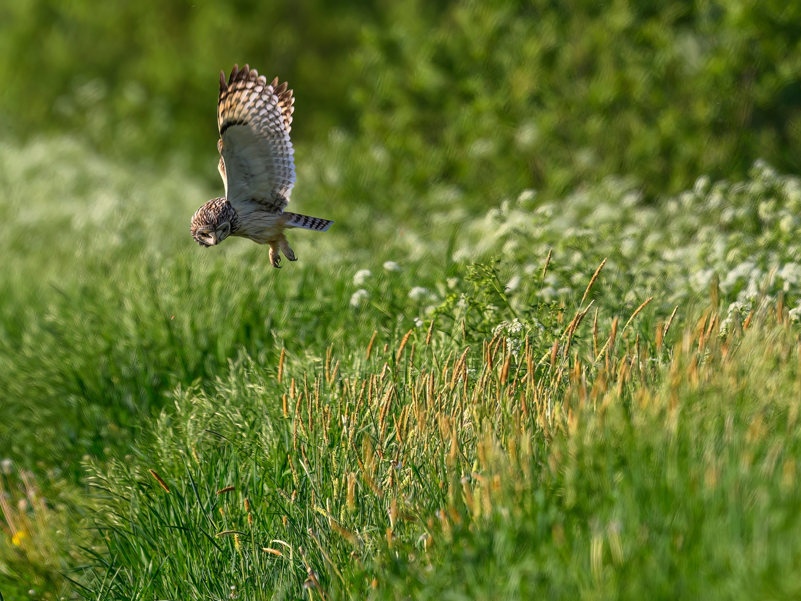 Охота сов. Фотограф Сергей Пупонин
