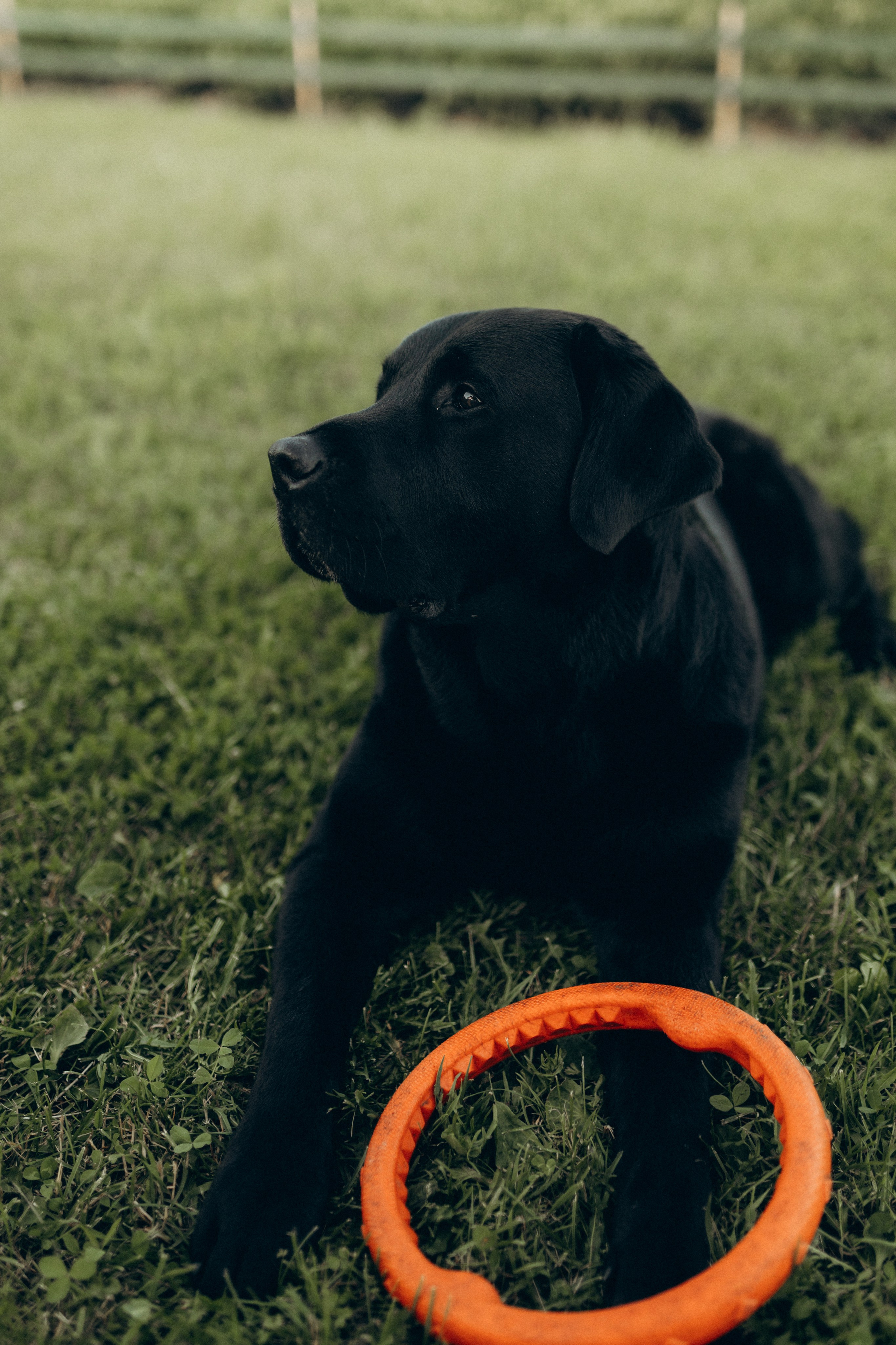 Артём, Полина, Серёжа. Фотограф НОГИНСК, Москва, Анастасия Белая