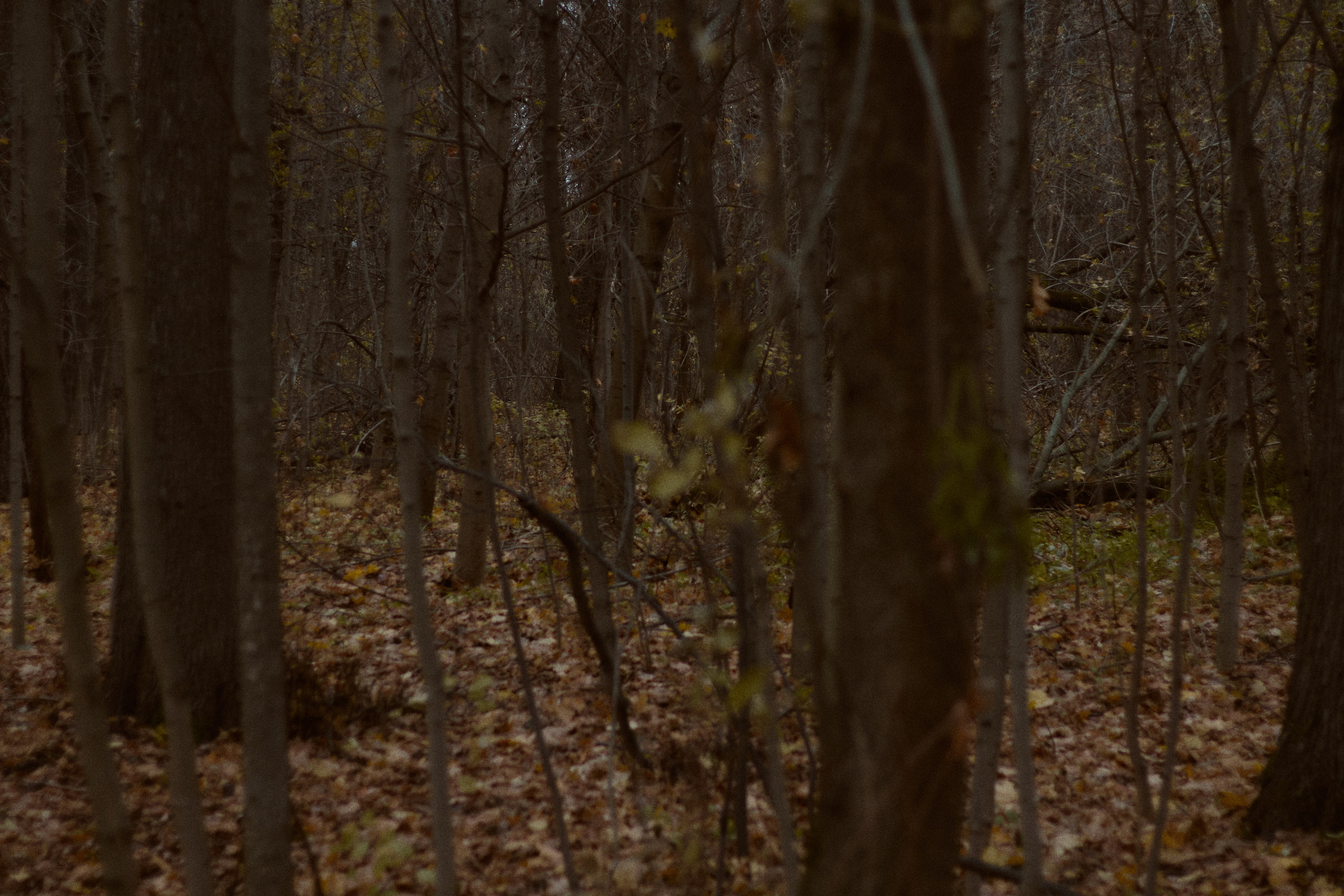 Агата и Даниил. Фотограф лавстори Москва/МО Приятелева Ангелина