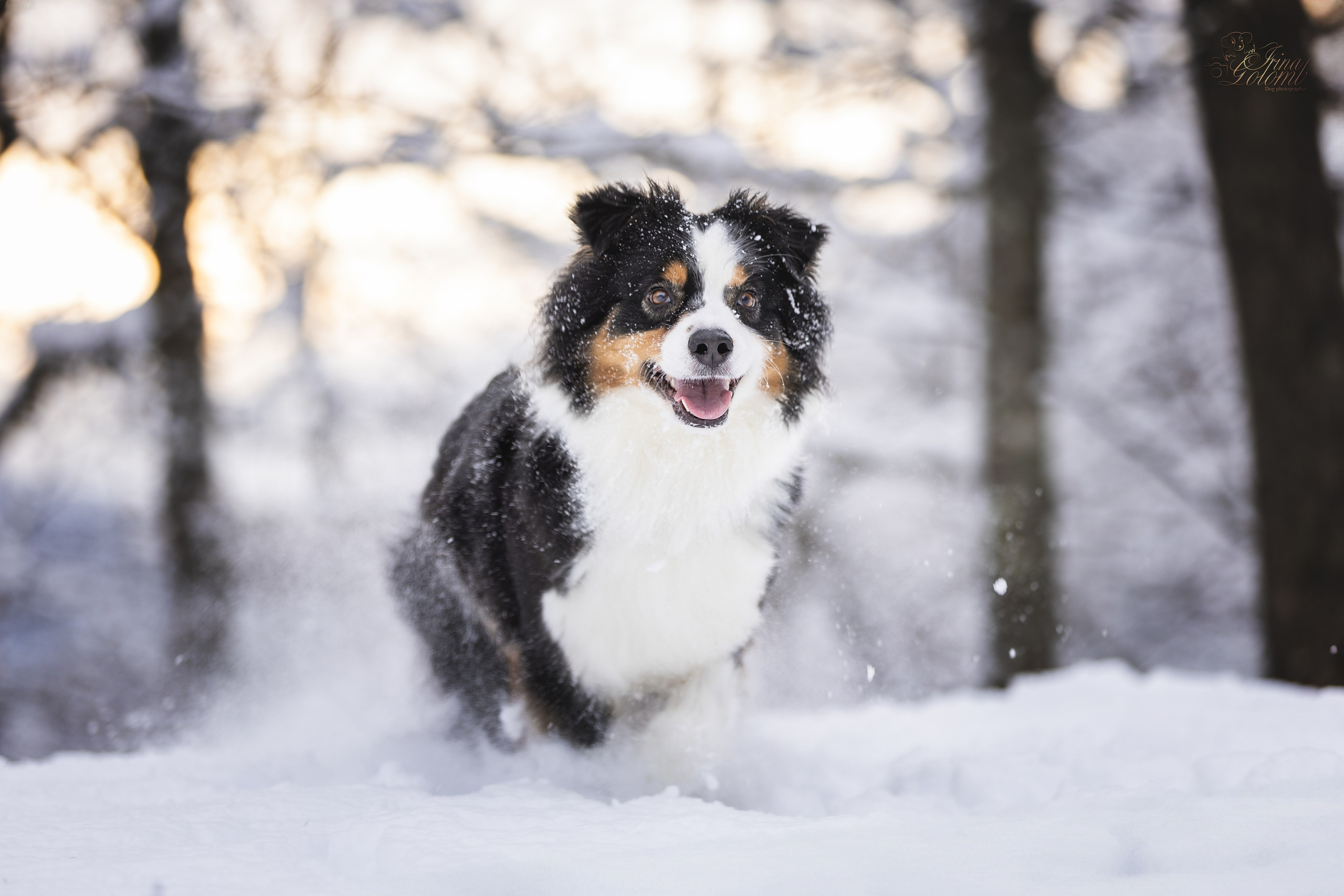 Догтуса Тропа Ефремова. Ирина Голомб|Фотограф-анималист в  Сочи и Калининграде