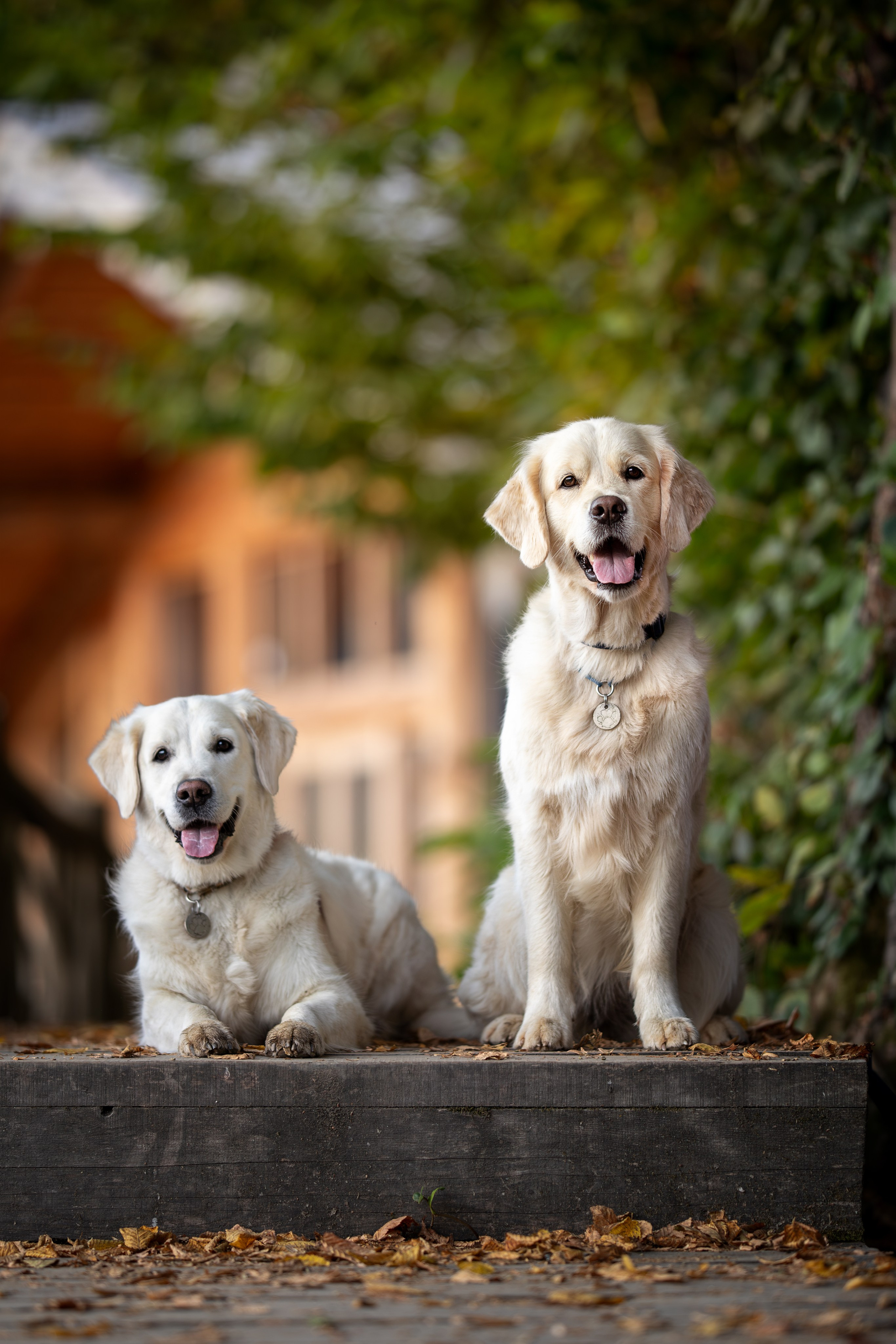 Асти, Делфи и Фреска, Голден Ретриверы. Ирина Голомб|Фотограф-анималист в  Сочи и Калининграде
