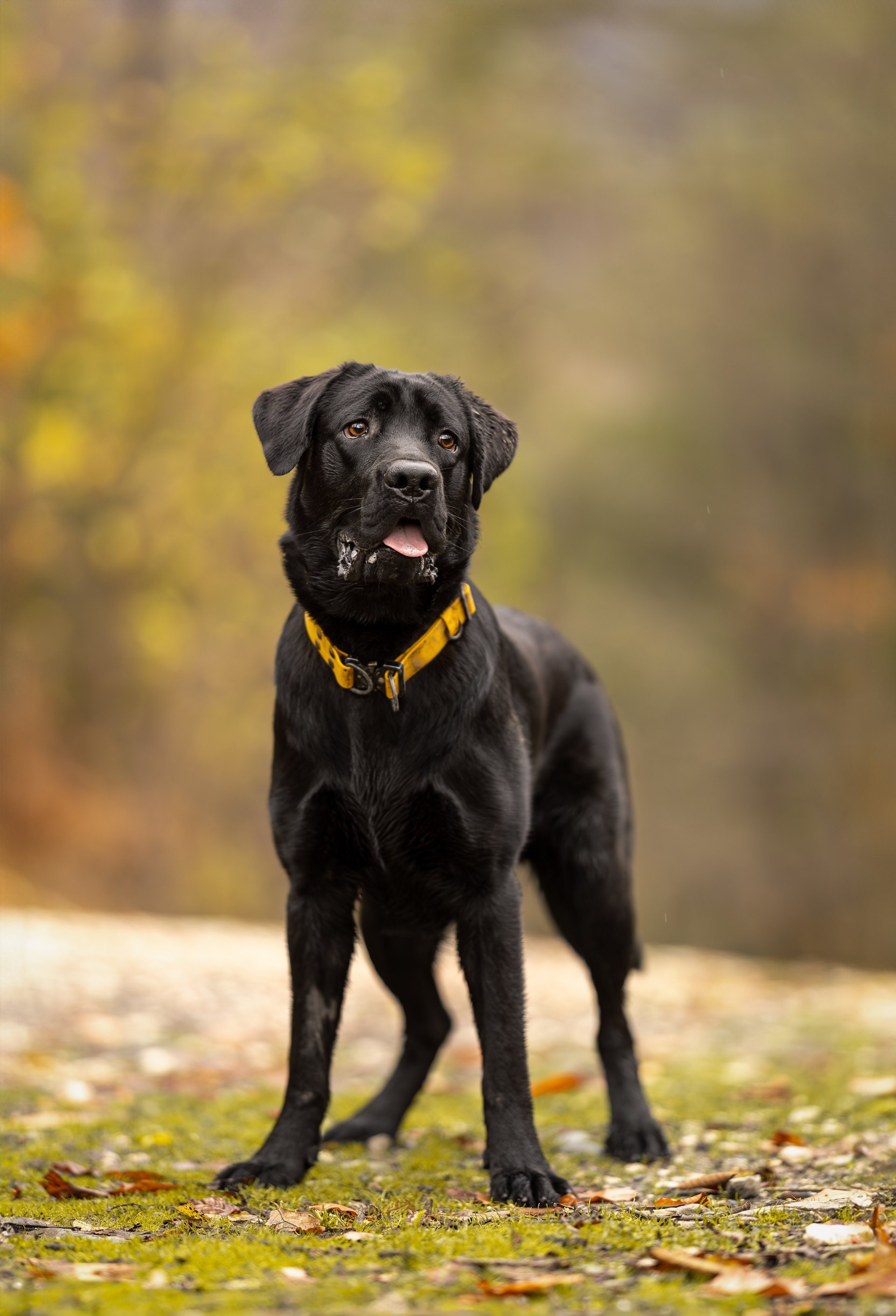 Локи, Лабрадор-ретривер. Ирина Голомб|Фотограф-анималист в  Сочи и Калининграде