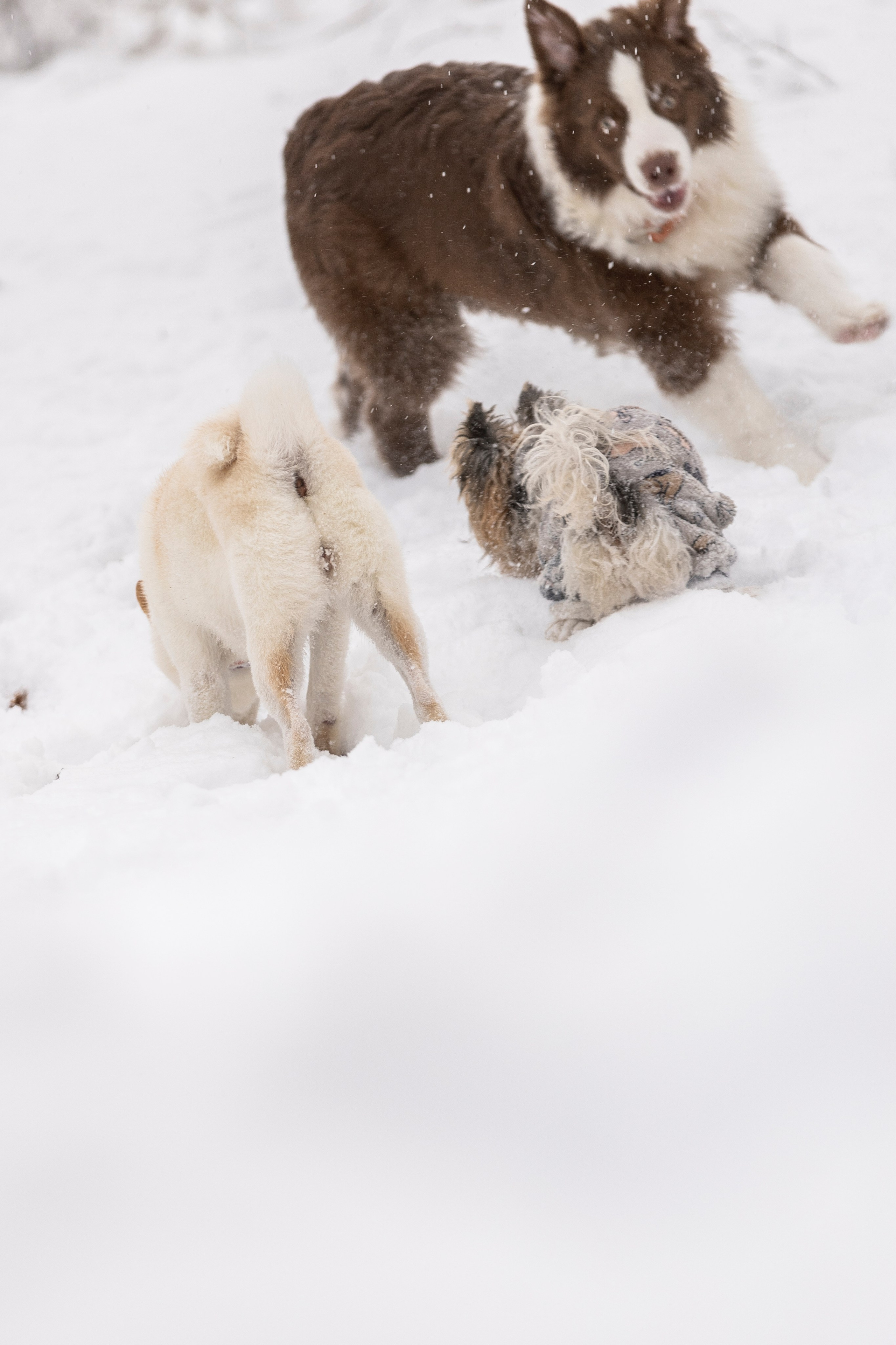 Догтуса Тропа Ефремова. Ирина Голомб|Фотограф-анималист в  Сочи и Калининграде