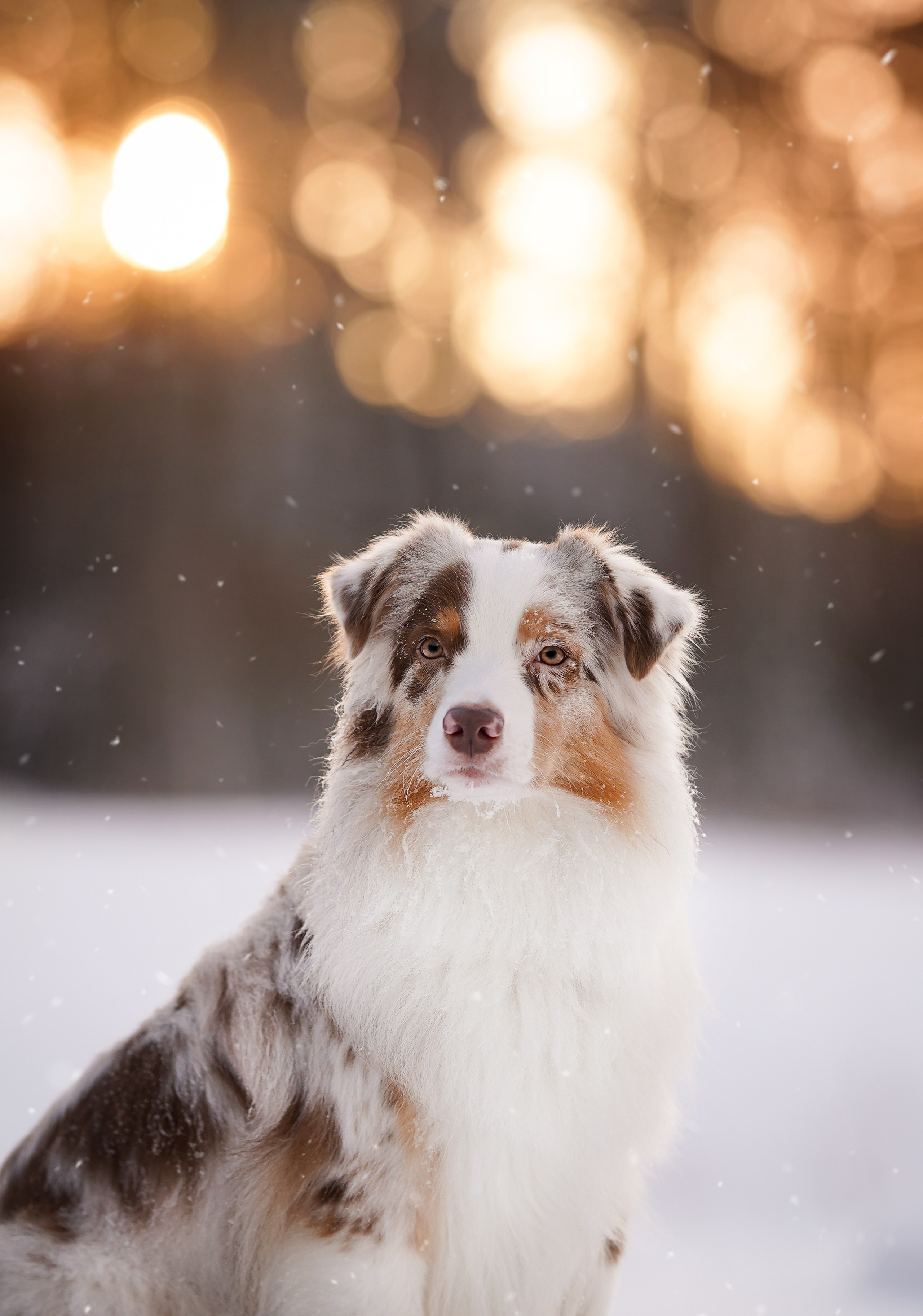 Панда и Юни Карелия. Фотограф-анималист в Санкт-Петербурге Яна Мартынова