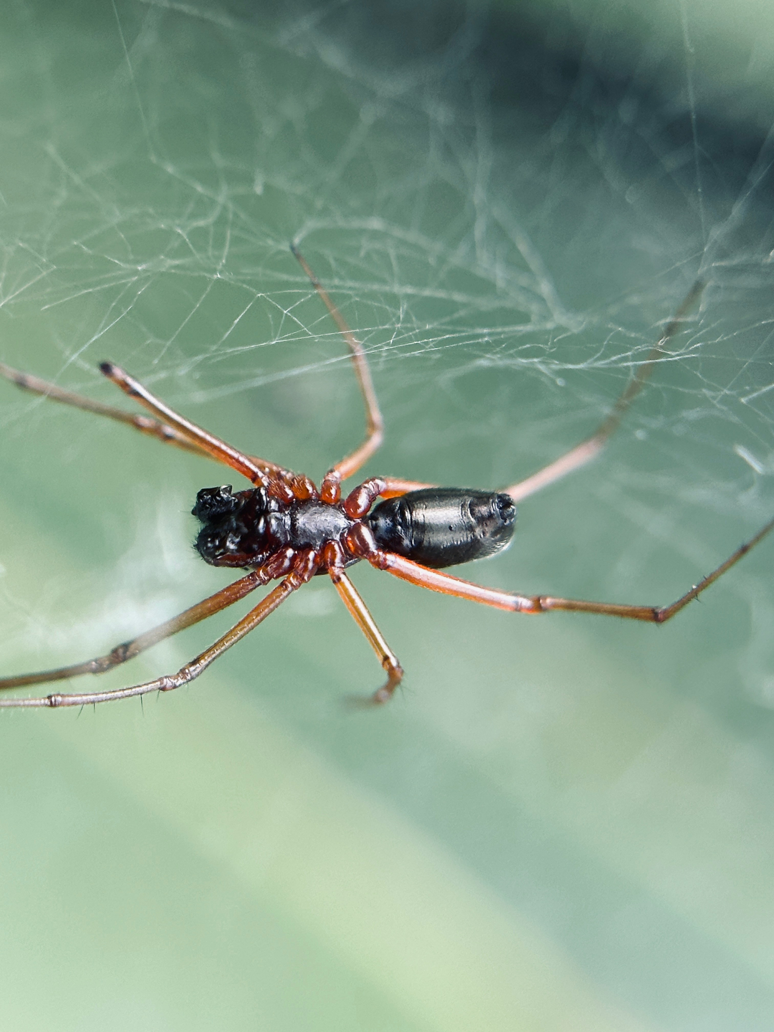 Макро любовь. Смотри, красота!