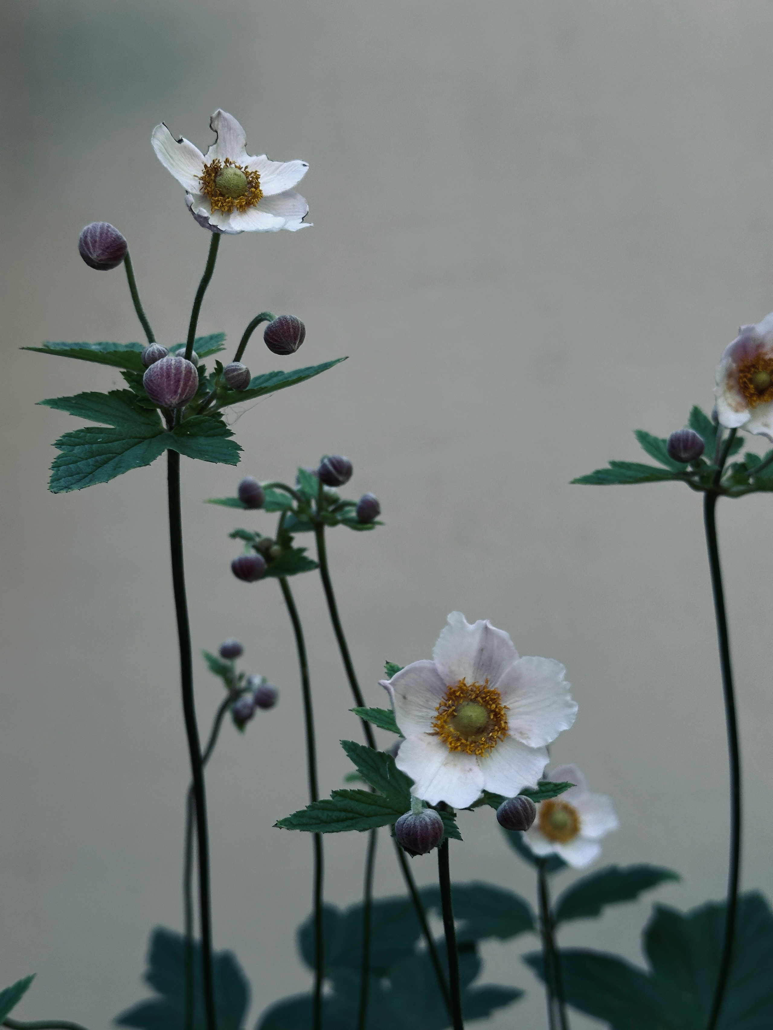 Макро любовь. Смотри, красота!