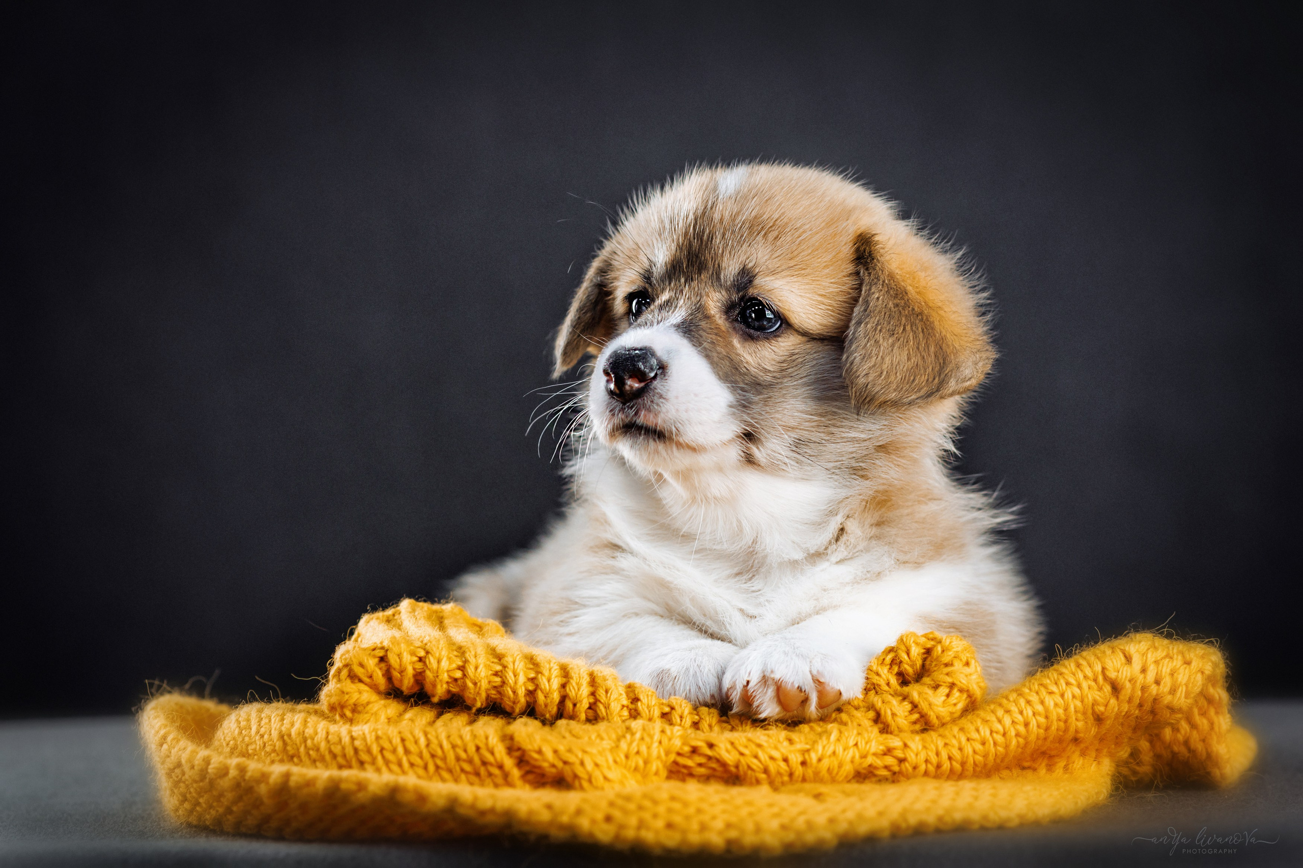 Коржики. Фотограф анималист Аня Ливанова | Рыбинск