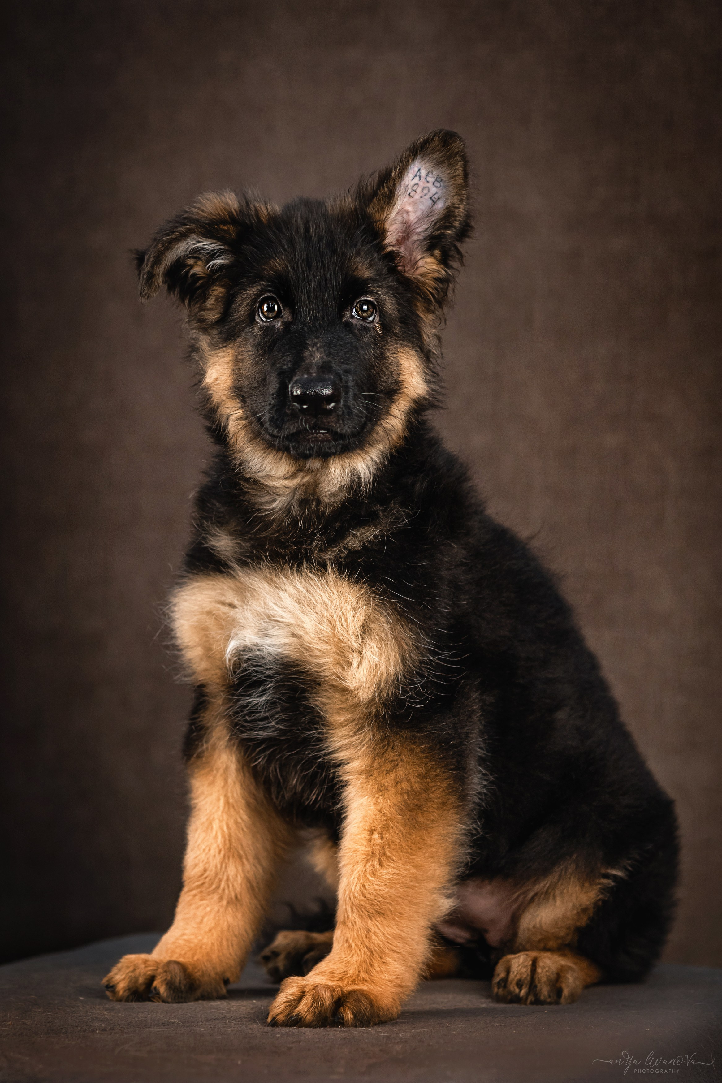 Овчарята. Фотограф анималист Аня Ливанова | Рыбинск