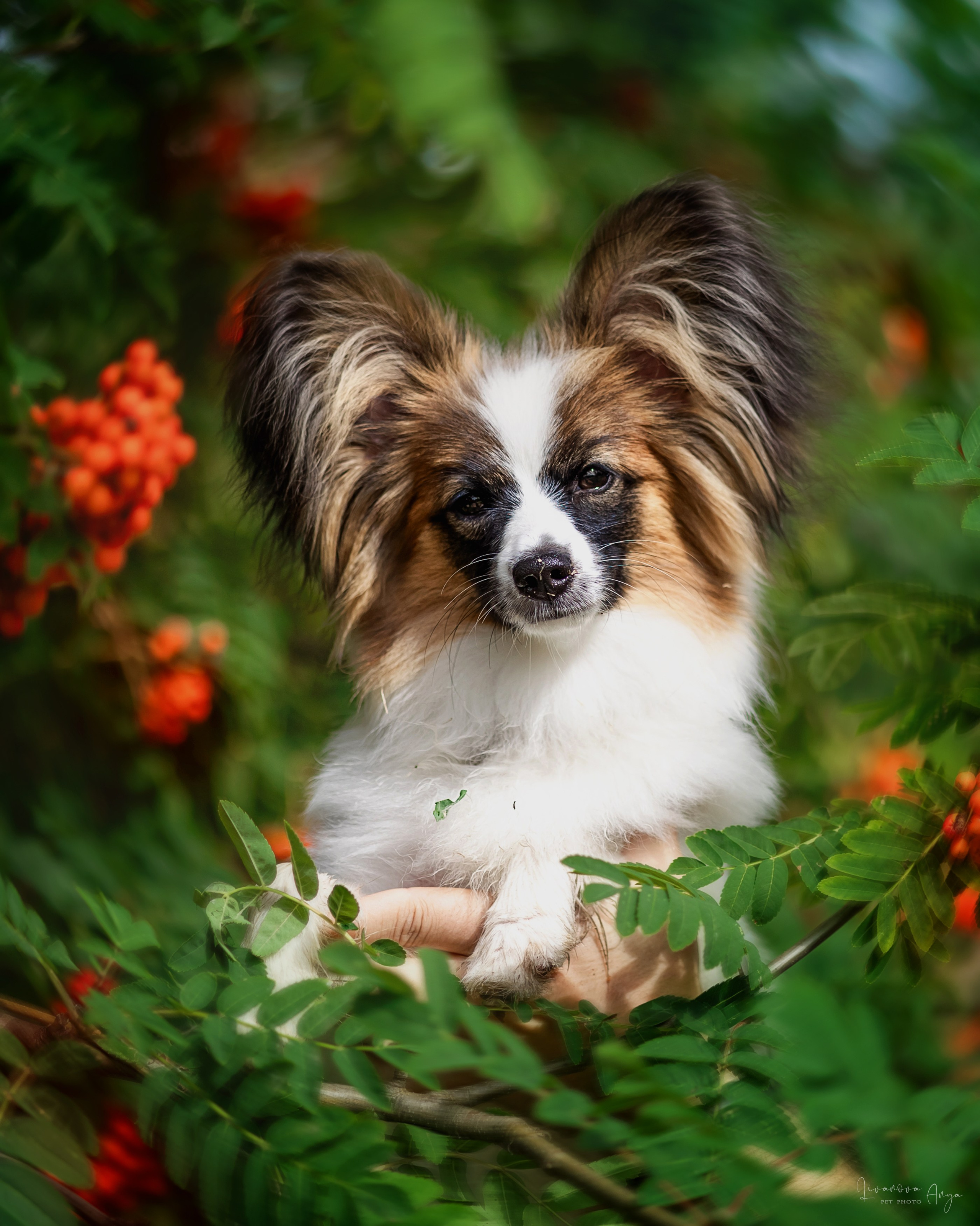 Хьюстон. Фотограф анималист Аня Ливанова | Рыбинск