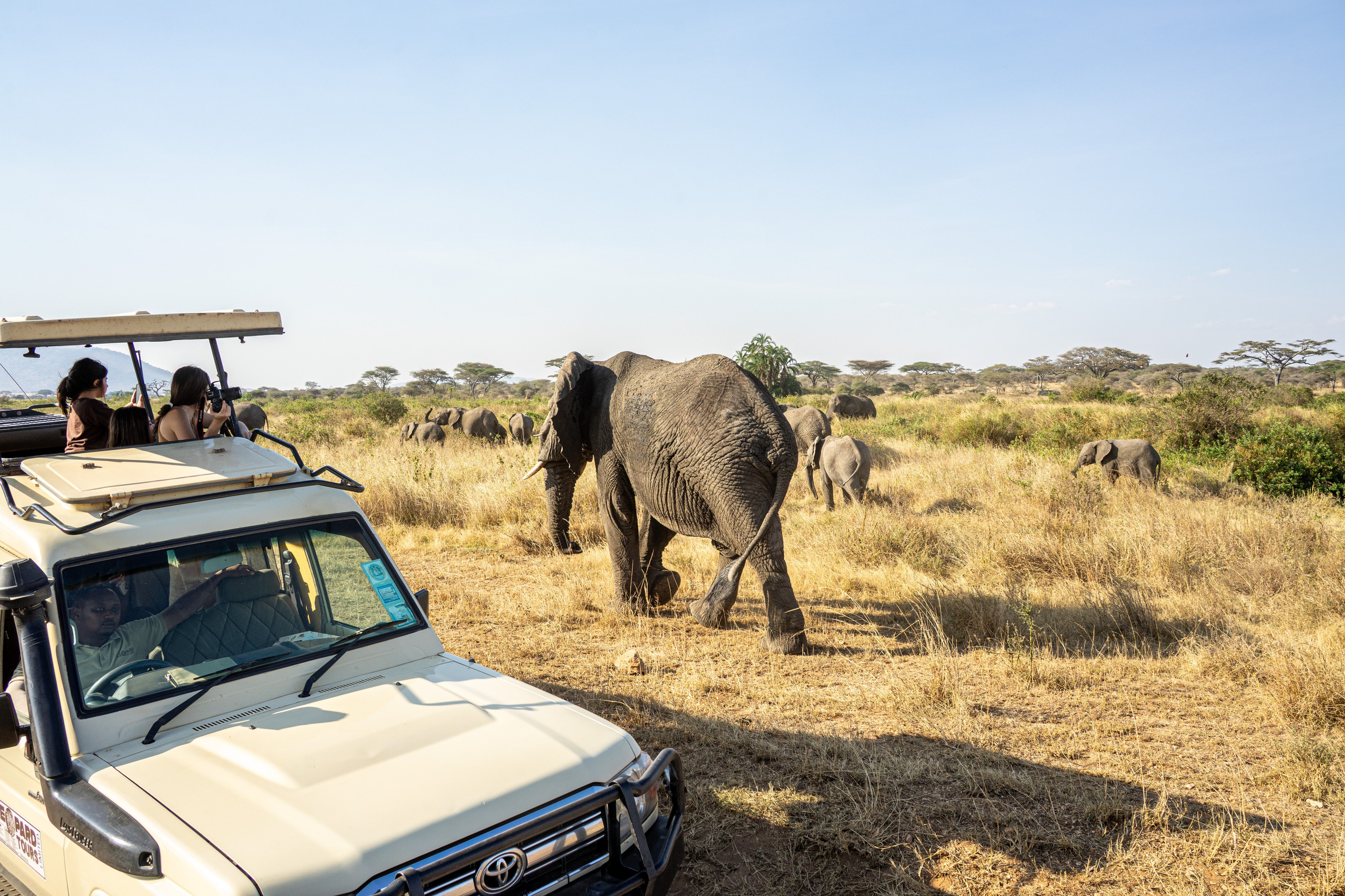 Танзания, сафари, 2025. Творческие сьемки